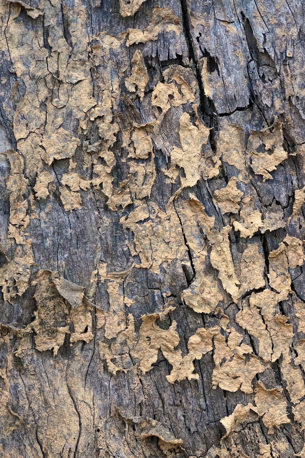 Texture of dead wood by eaglesky