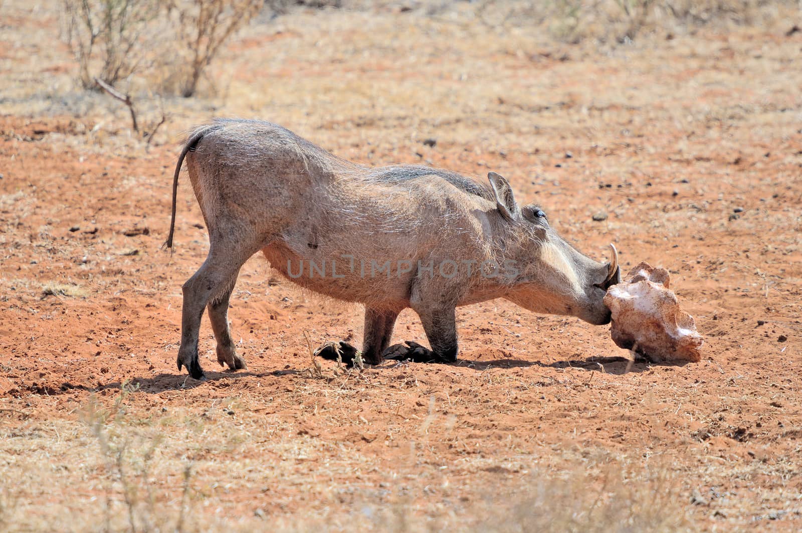 Warthog, wild member of the pig family, licking salt block
