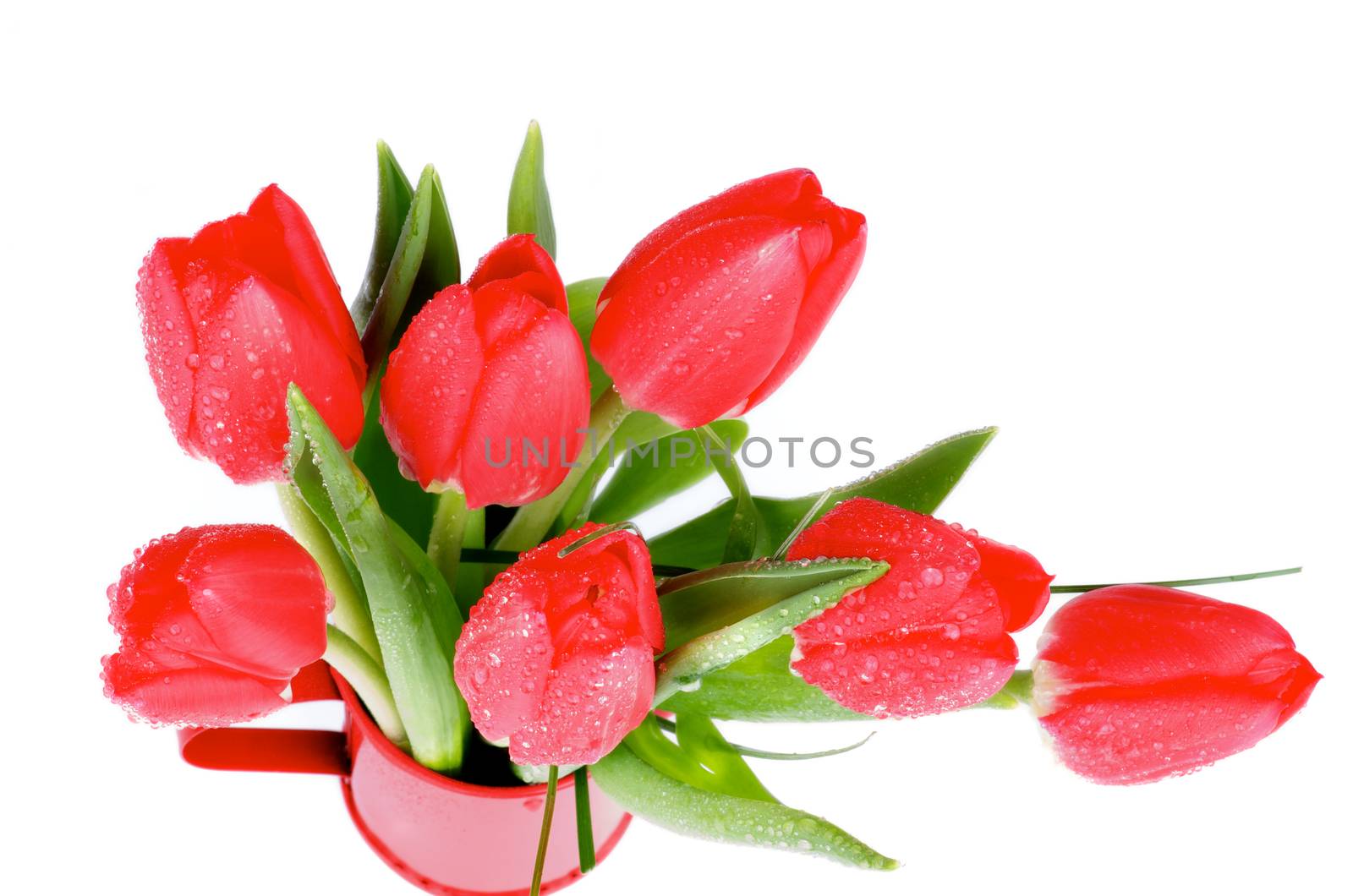 Bunch of Spring Magenta Tulips in Watering Can isolated on White background. Top View