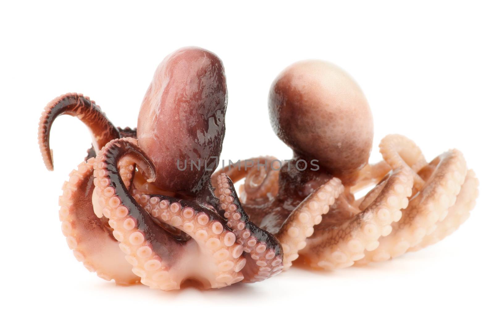 Two Gourmet Smoked Octopuses Full Body isolated on white background