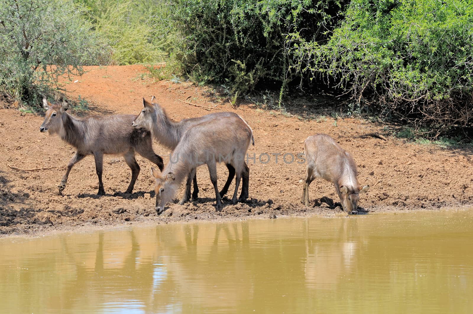 Young Waterbuck, Kobus ellipsiprymnus, at Stofdam in the Mokala National Park, South Africa
