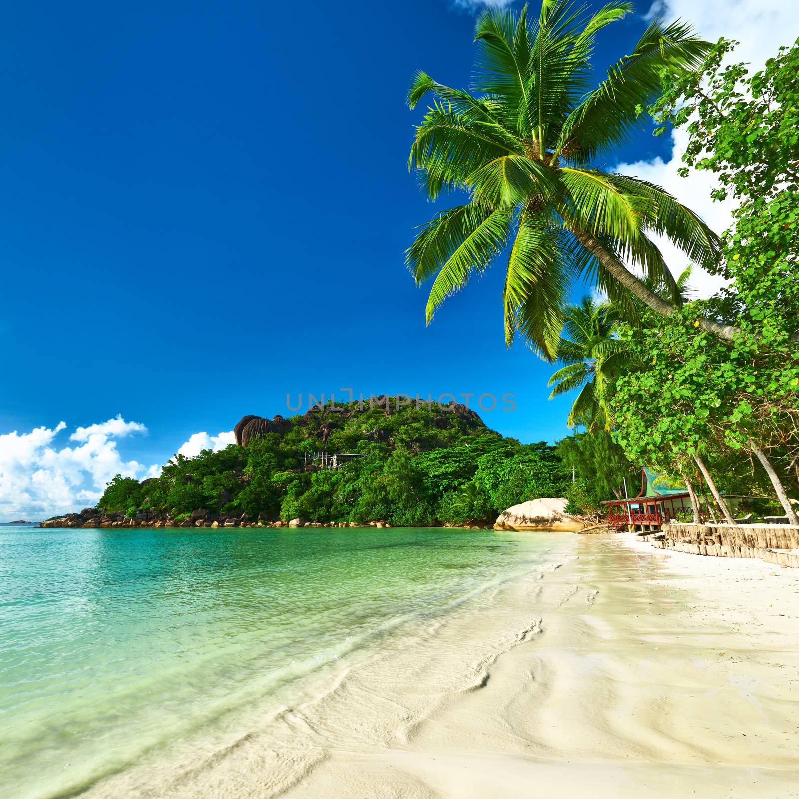 Beautiful beach with palm tree at Seychelles, Praslin, Cote d'Or