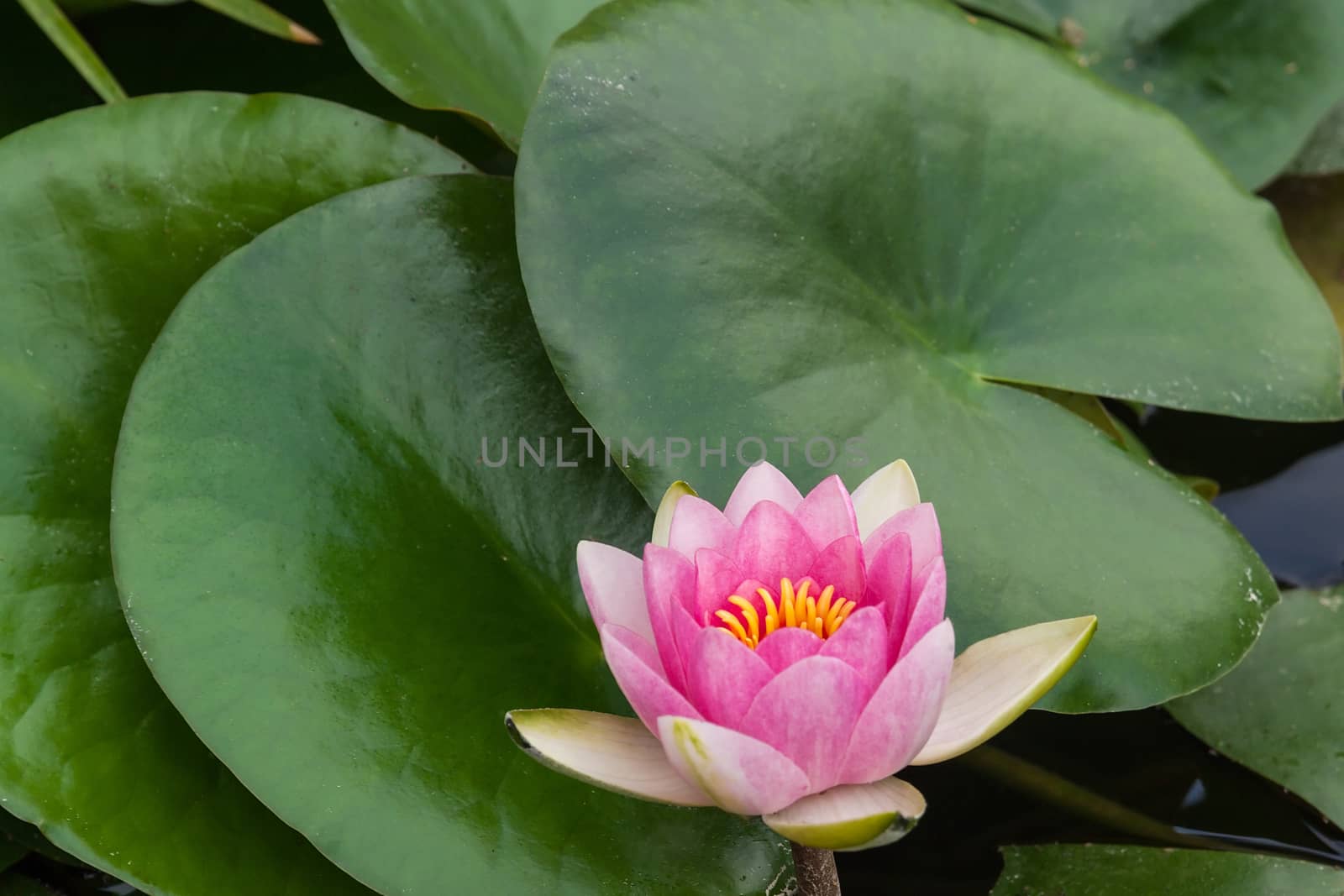 Pink Lotus flower by serpl