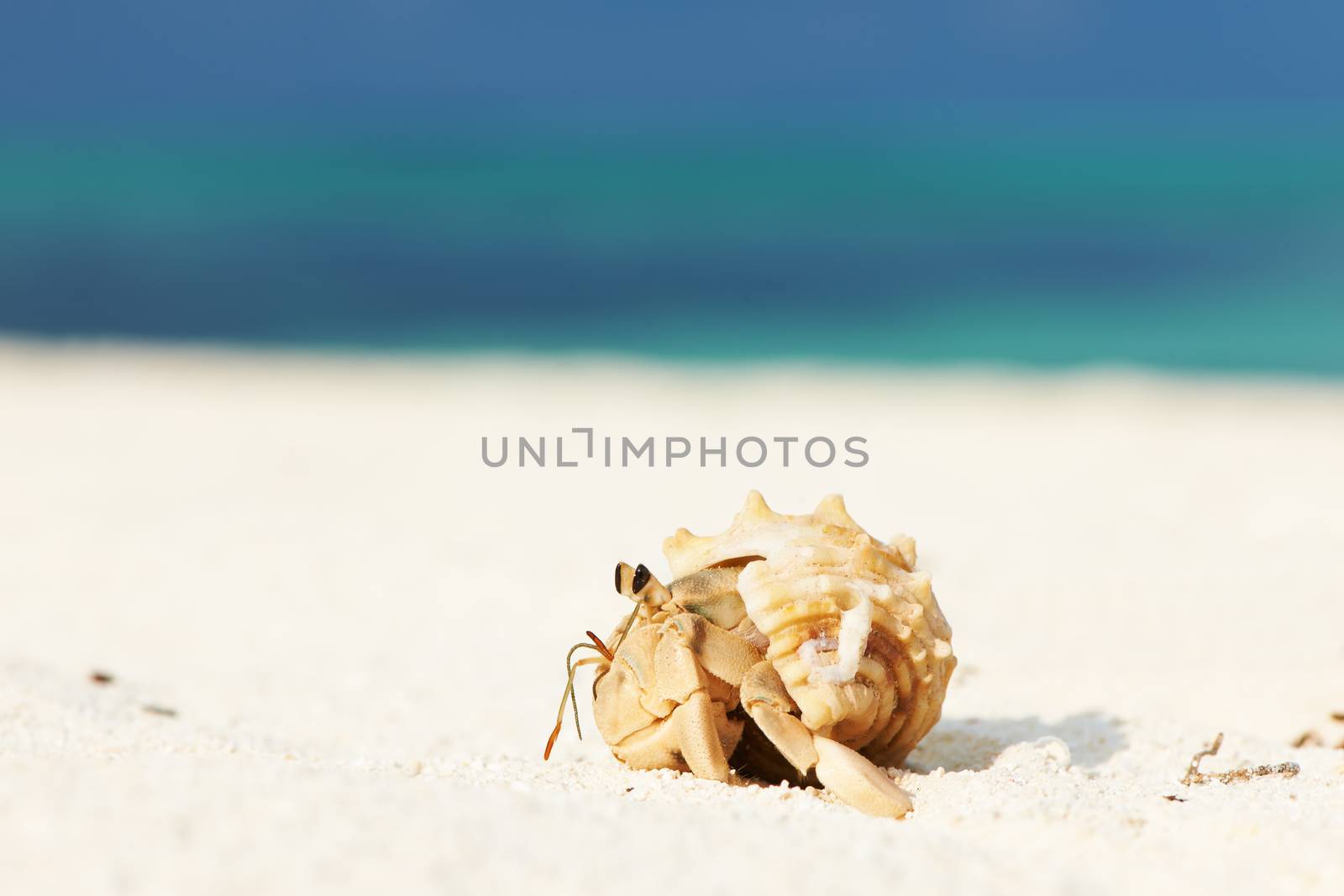 Hermit crab on beach at Maldives