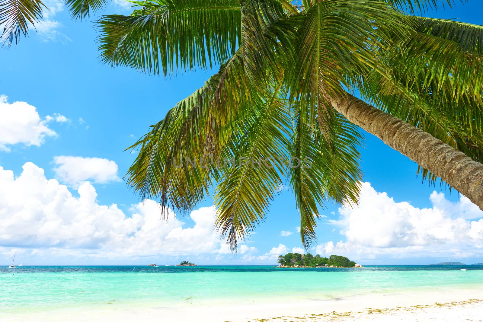 Beautiful beach with palm tree at Seychelles, Praslin, Cote d'Or