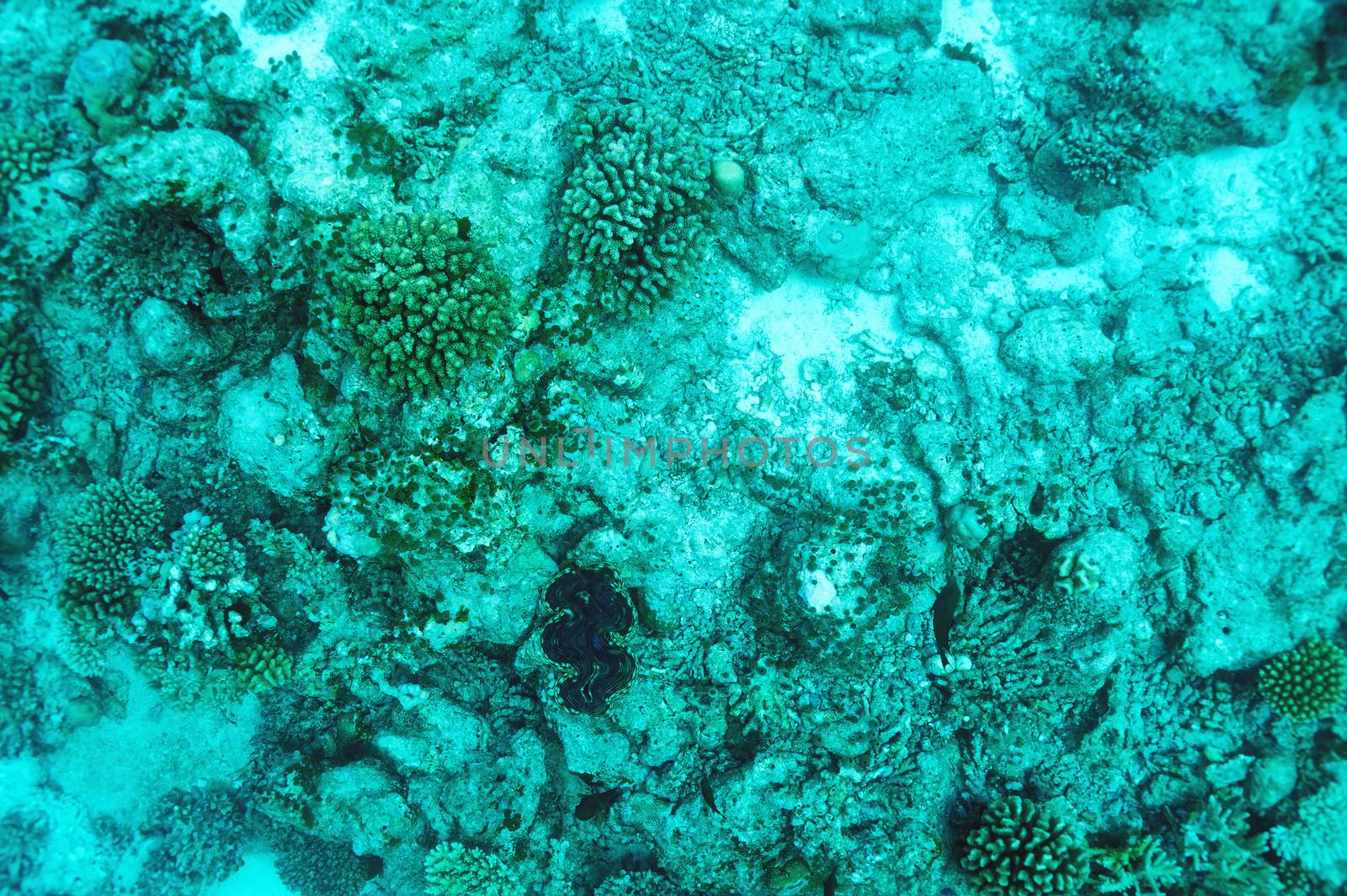 Coral reef at South Ari Atoll, Maldives