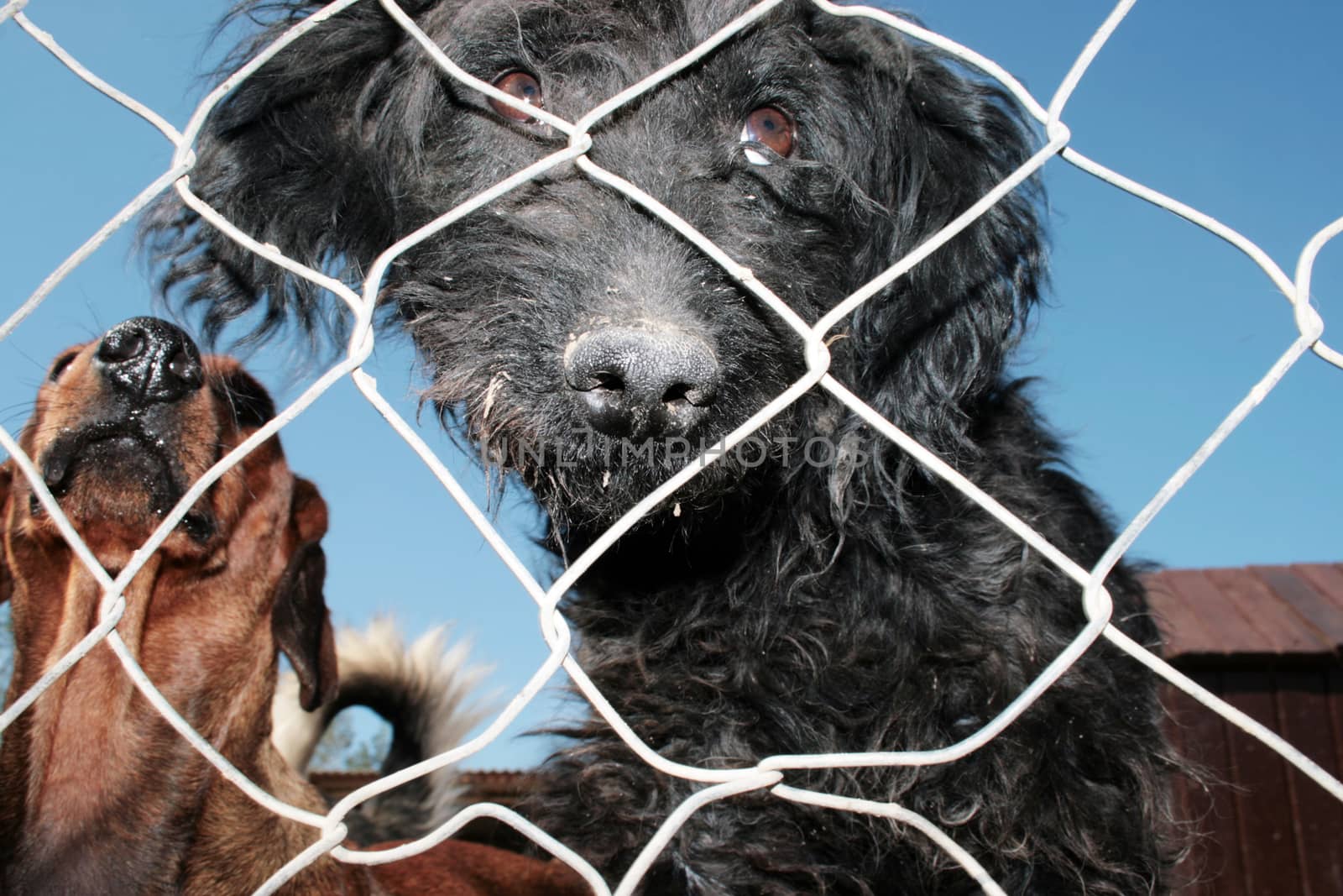 A sad dog stuck in an animal shelter waiting for adoption.