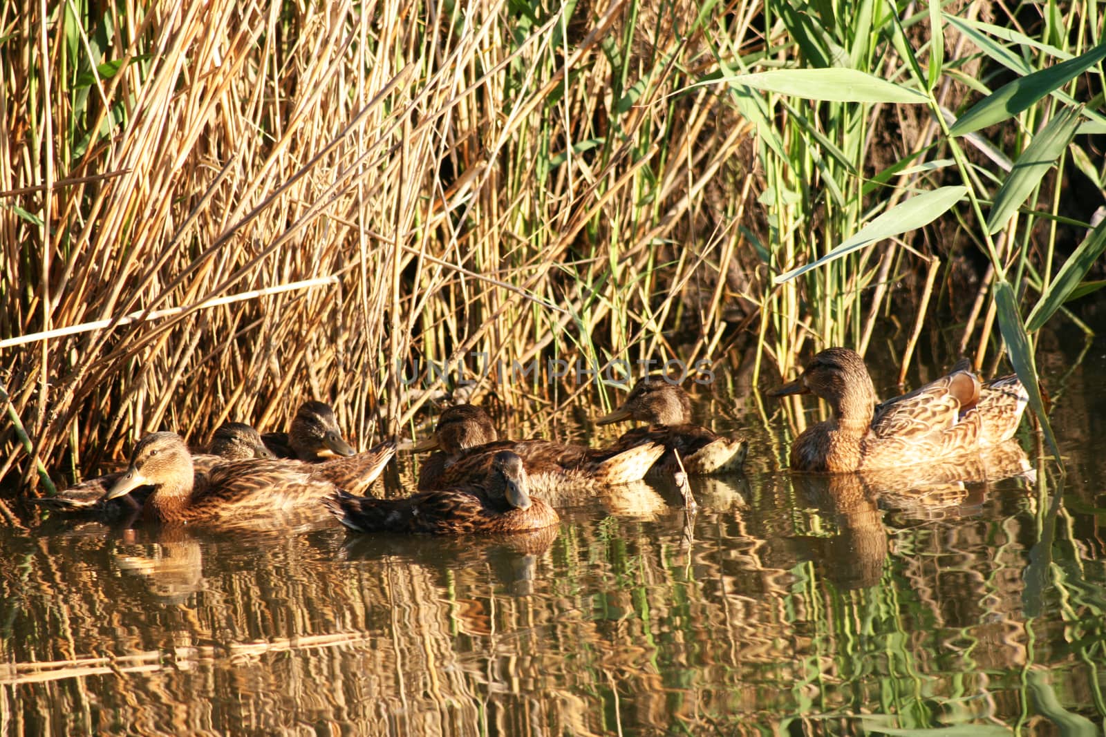 Wild ducks swimming in a swamp among the bulrushes