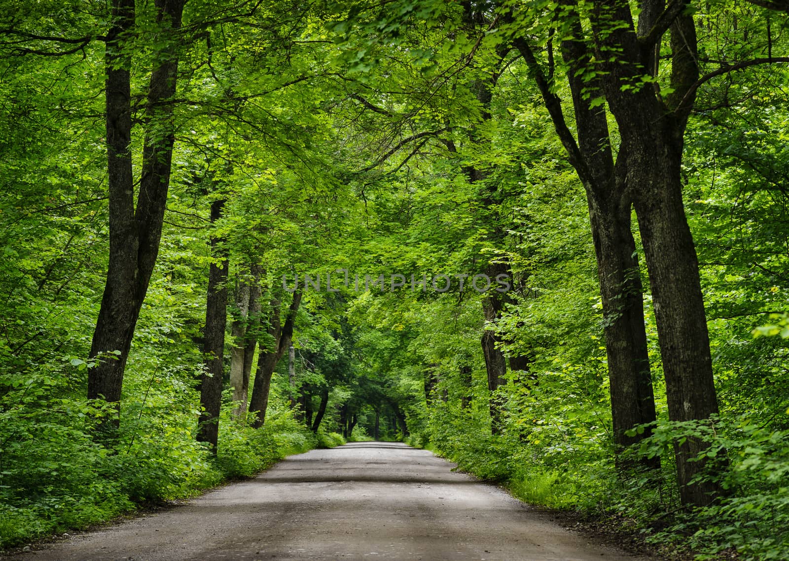 Road in the green forest. by Pietus