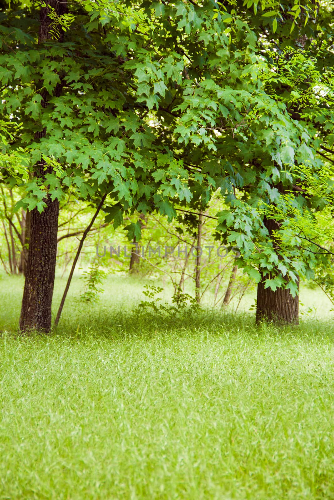 green young forest in summer or spring