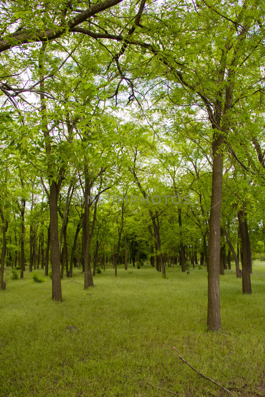 green young forest in summer or spring