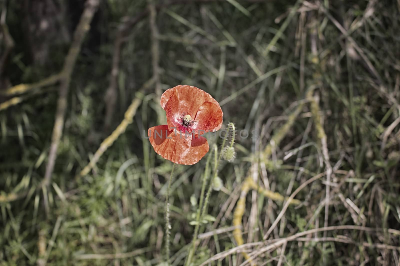 Red poppy on green weeds field