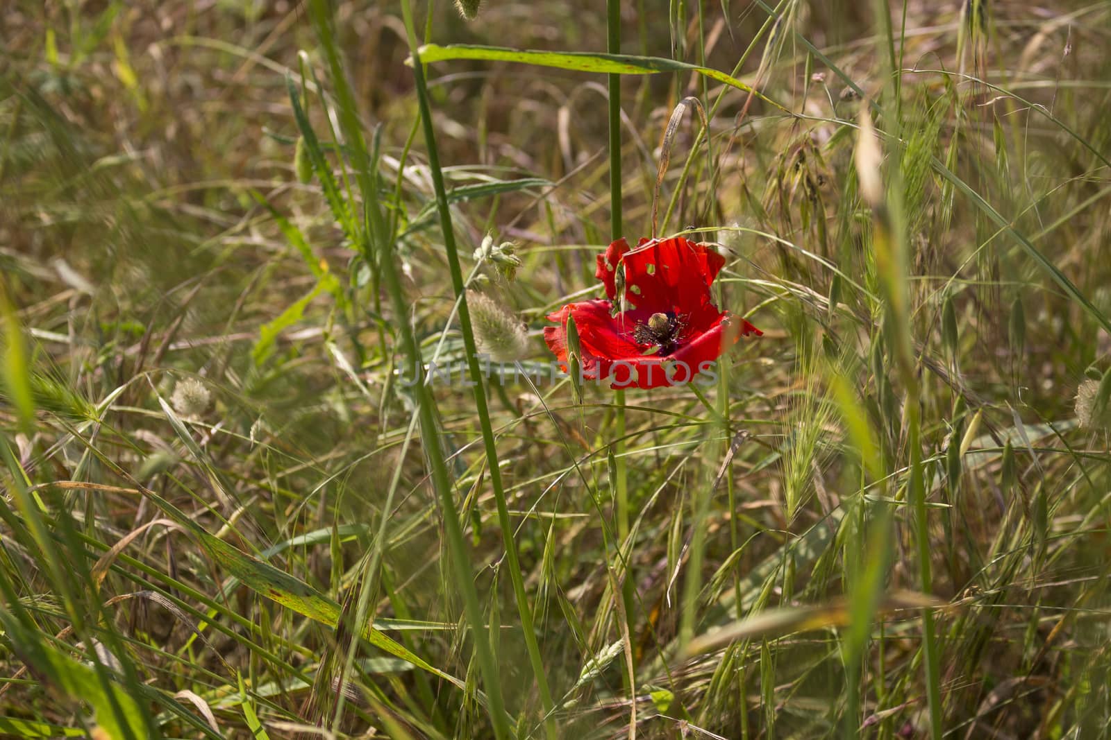 Red poppy on green weeds field