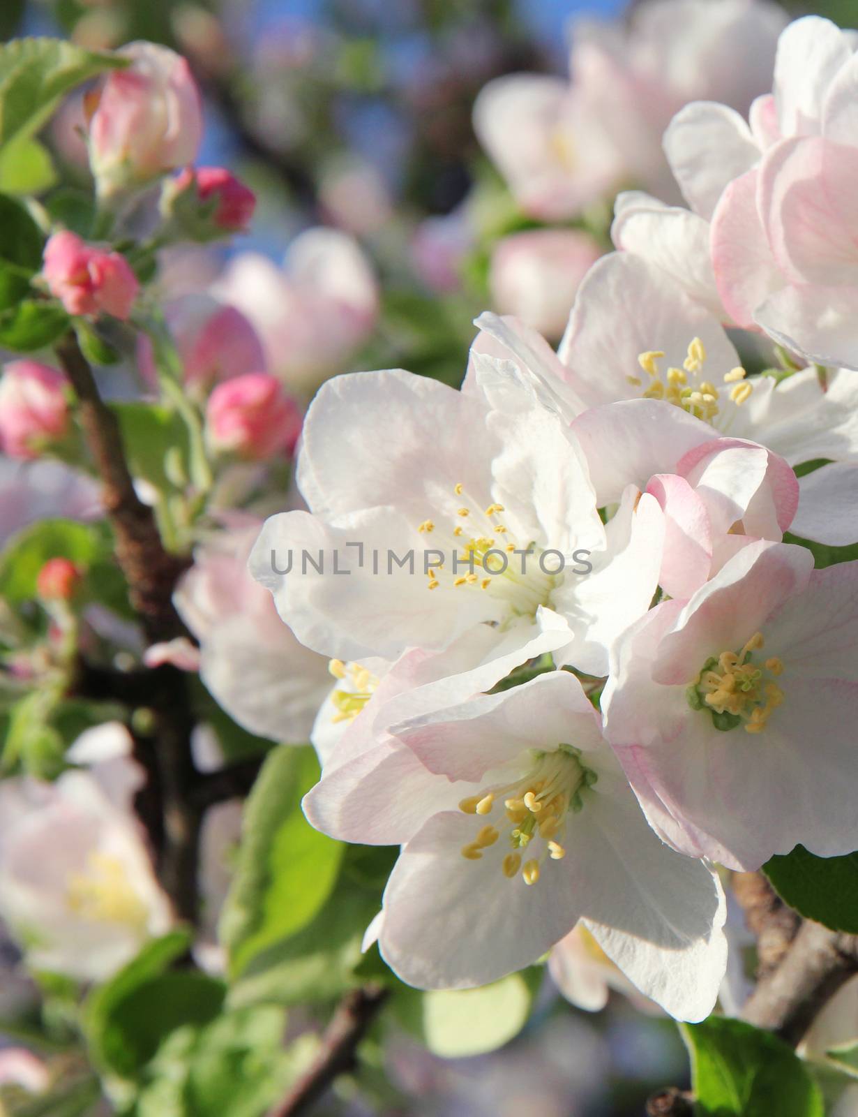 Pink apple blossoms in spring