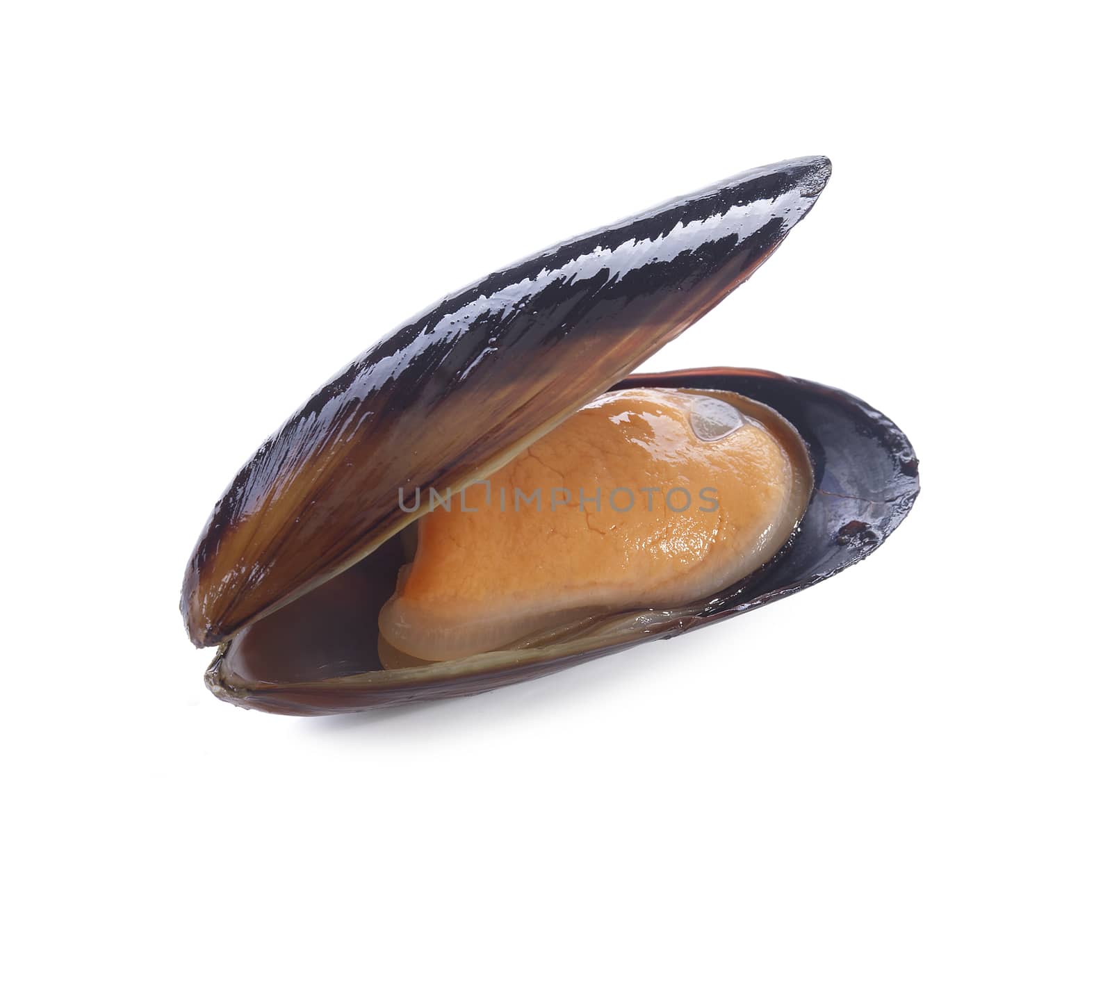 One isolated mussel in the shell on the white background