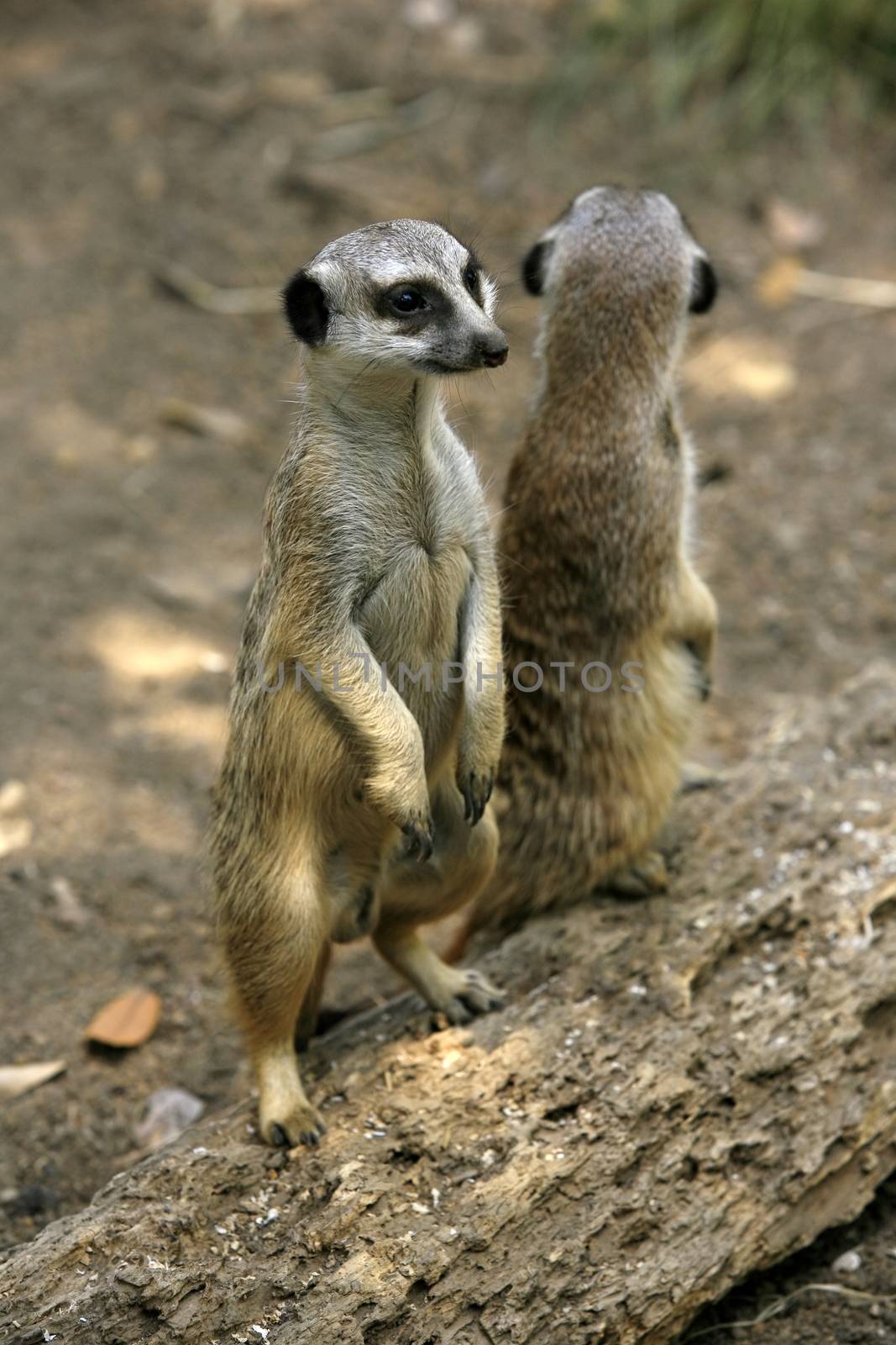 Meerkat or suricate (Suricata, suricatta) is a small mammal and a member of the mongoose family. Zoo in New Zealand