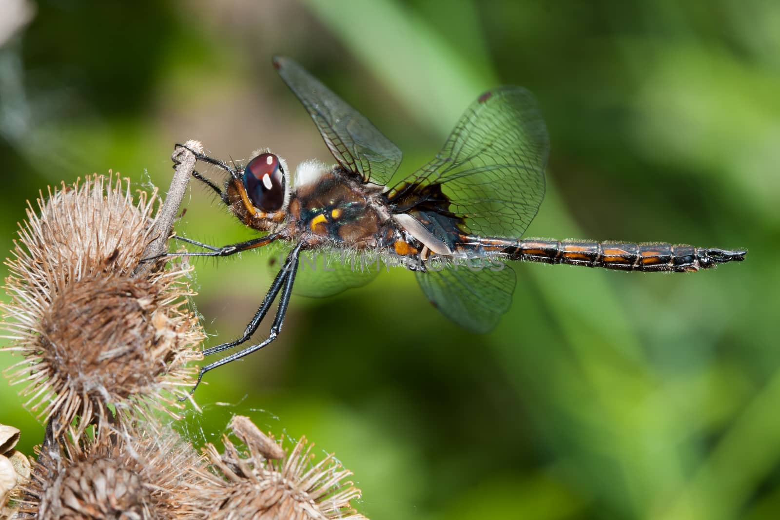 Twelve Spotted Skimmer Dragonfly by Coffee999