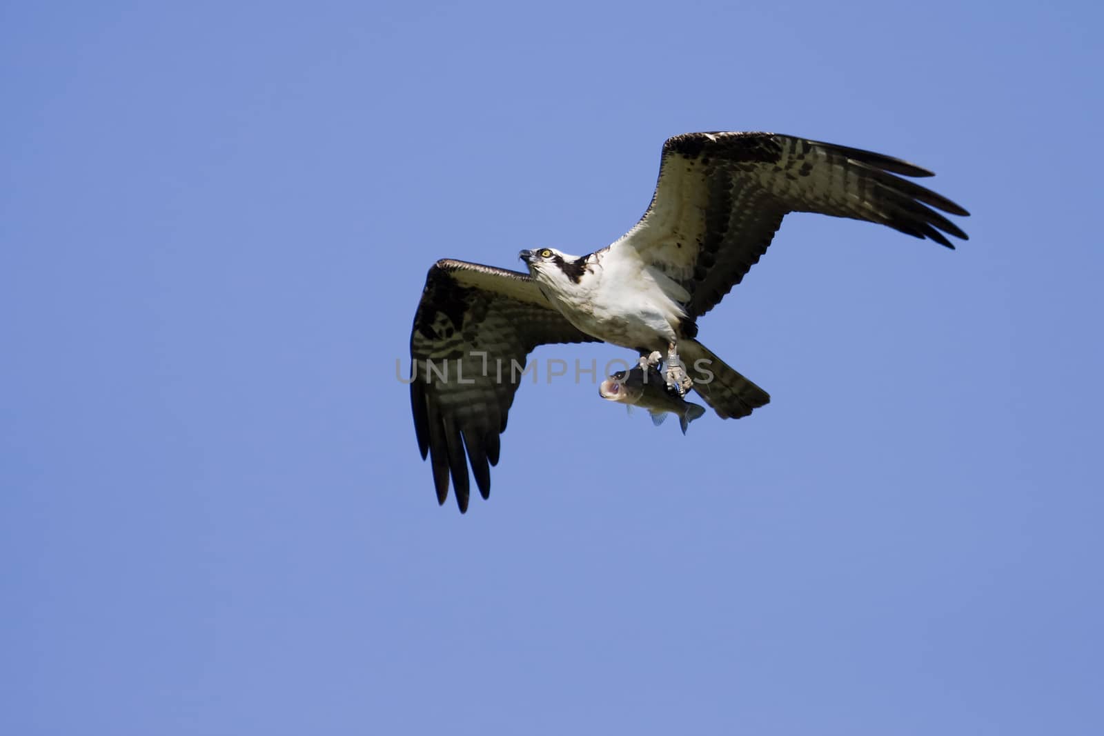 Soaring osprey carrying a fish in it's talons  by Coffee999