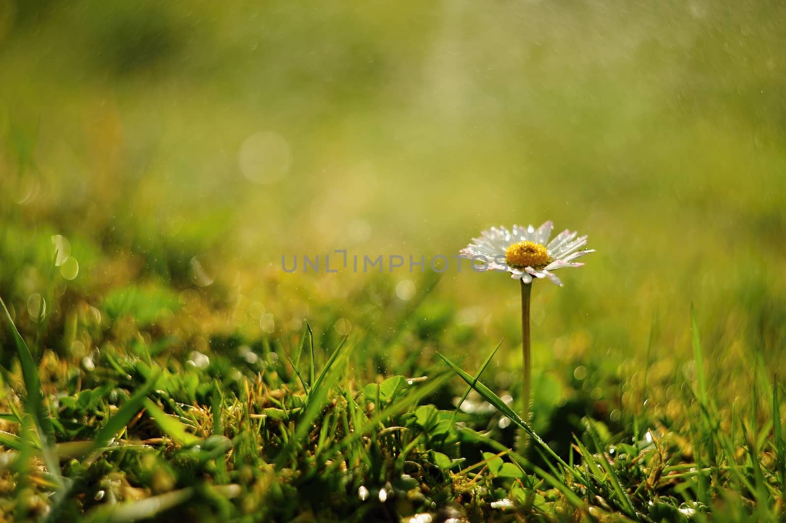 Detail of the beautiful daisy with morning dew