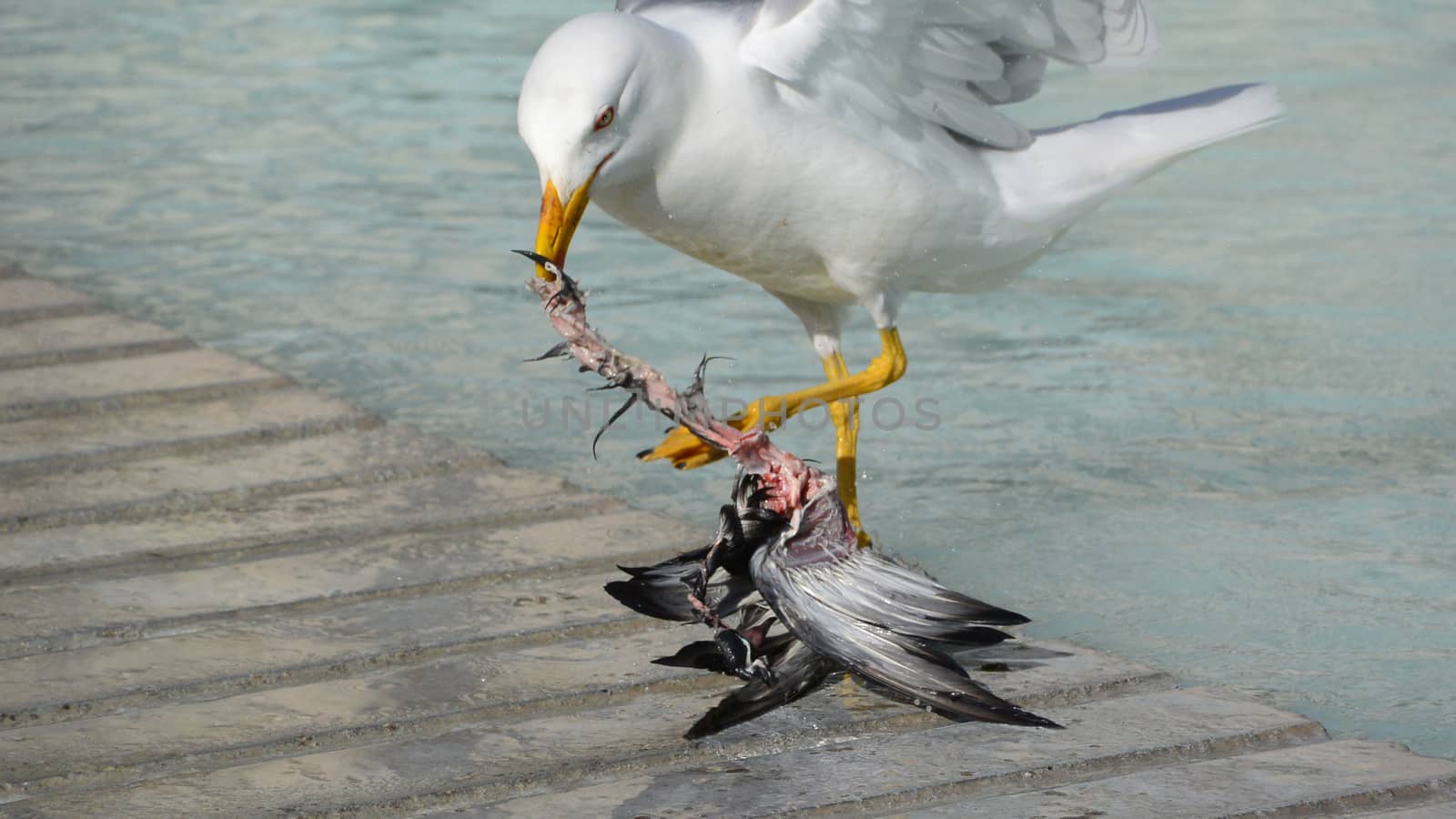 Seagull eating a pigeon in the city