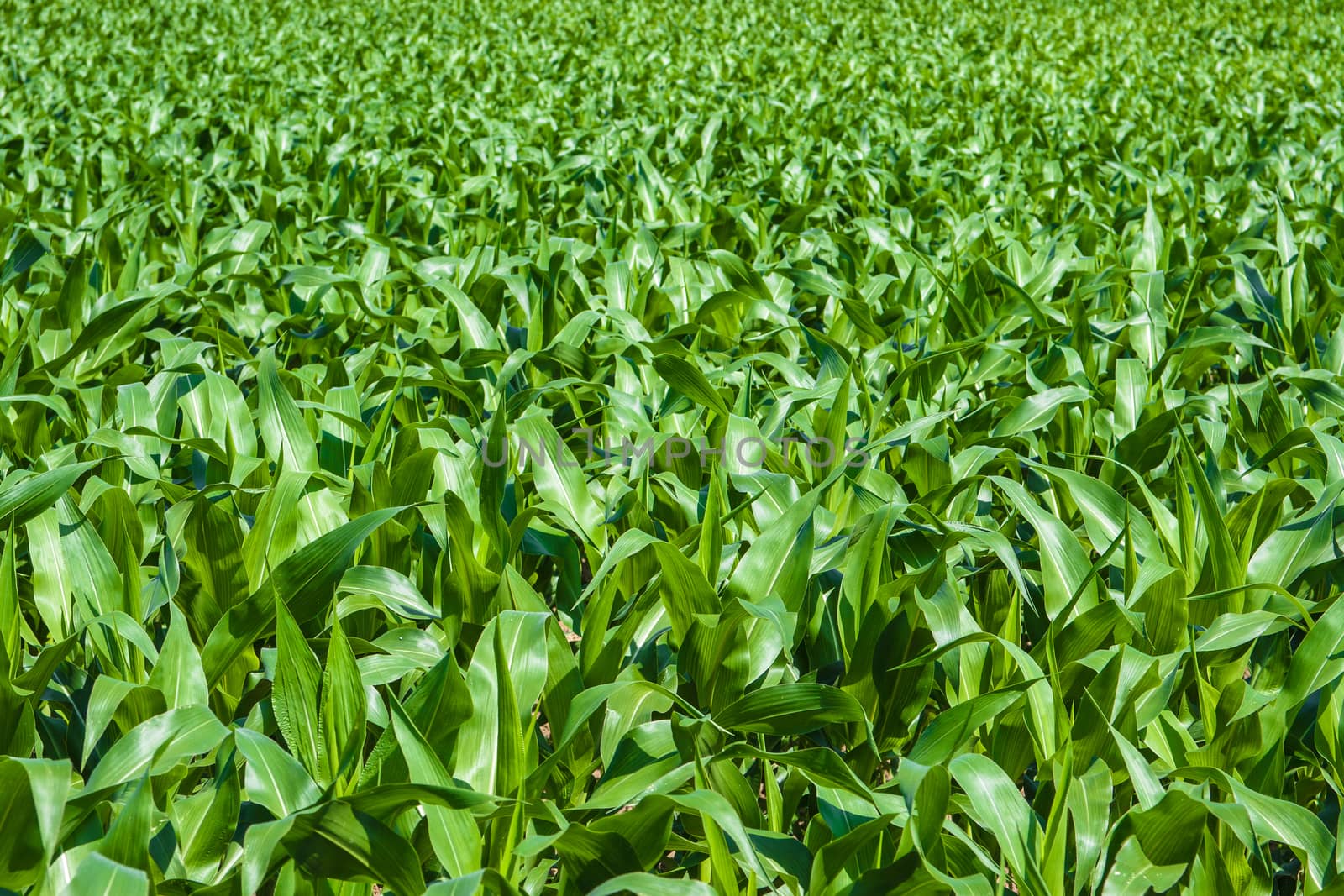 Green cornfield under the sun by huntz