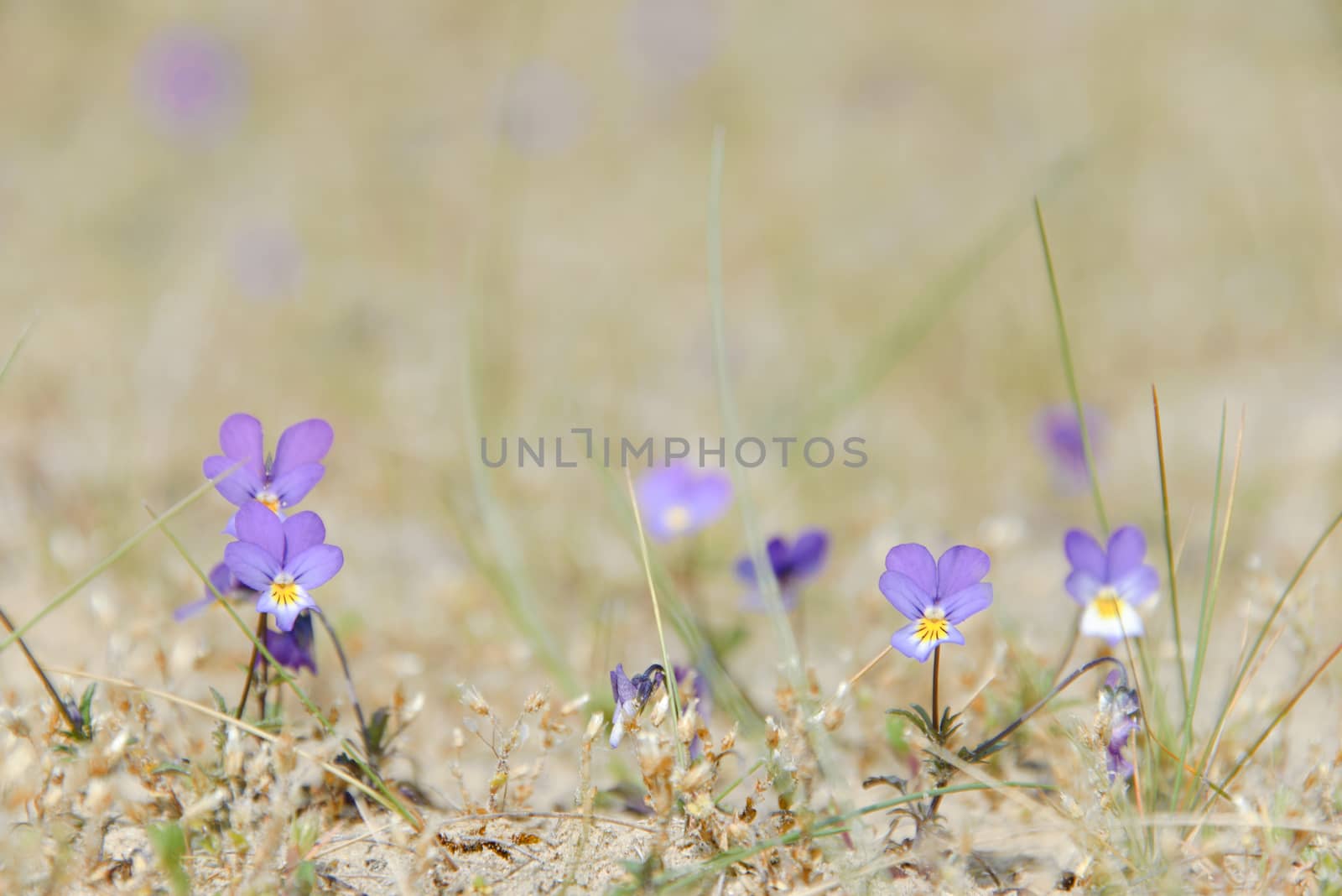 Dune pansy by pljvv
