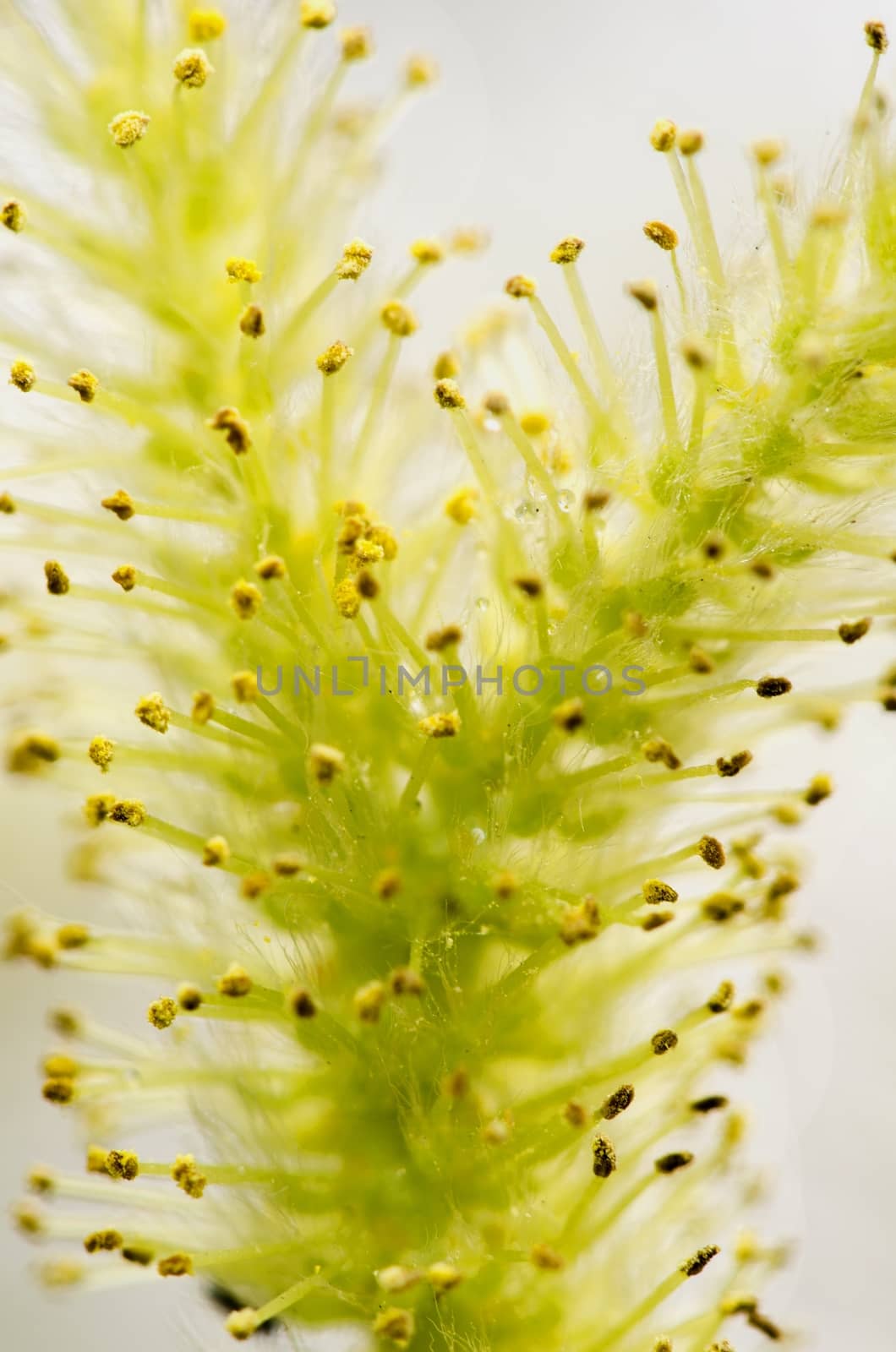 Green yellow willow bloom isolated on white background