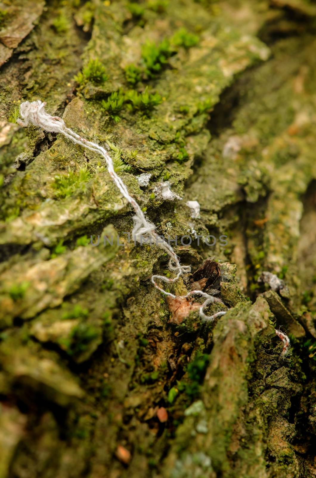 Old white string on the mossy rock texture pattern.