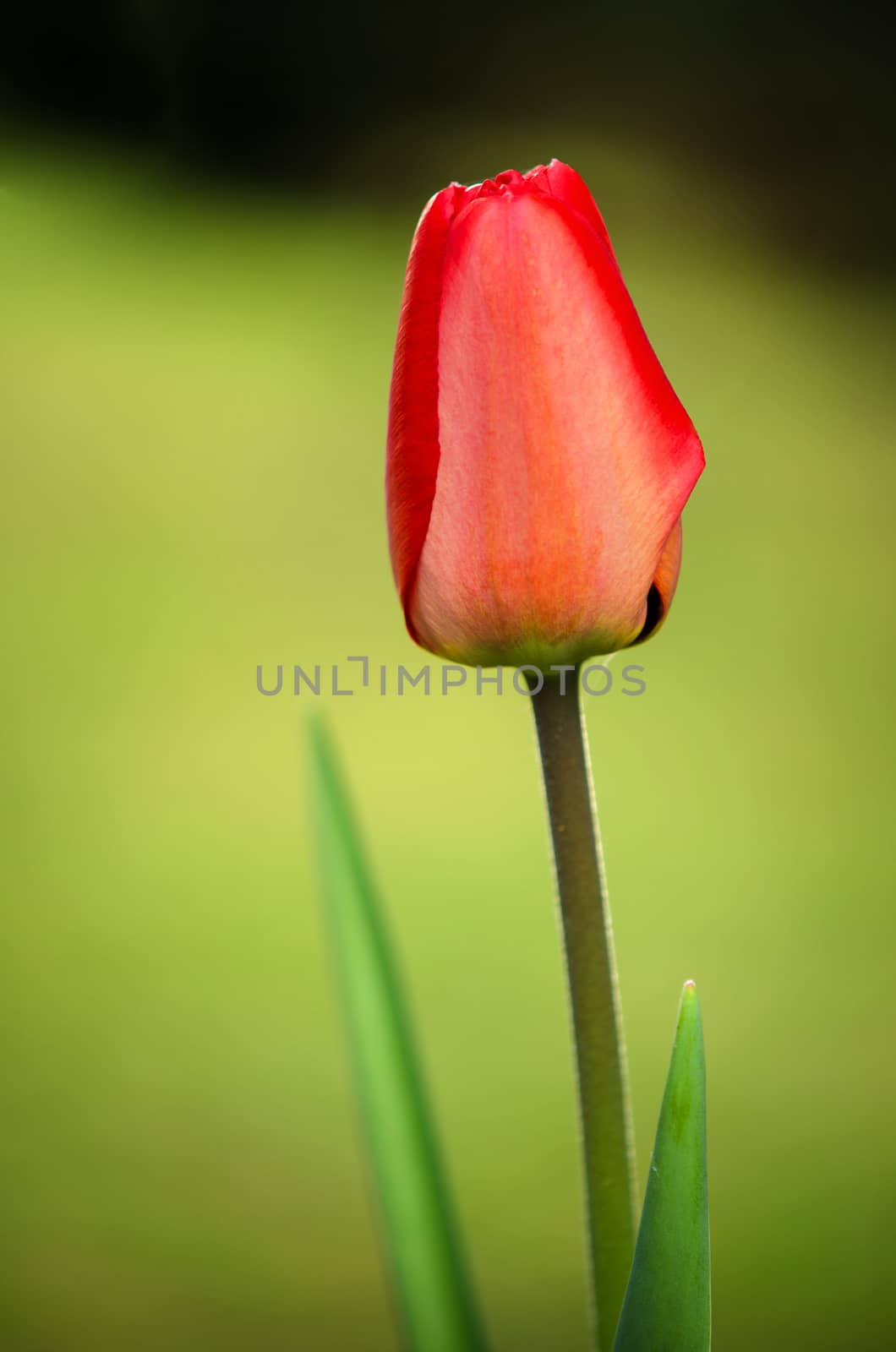 Beautiful red tulip detail isolated on blur background