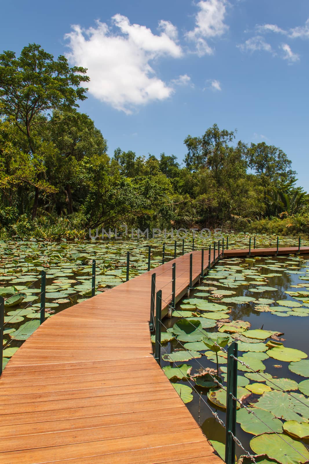 Wooden Bridge in lotus pond, thailand