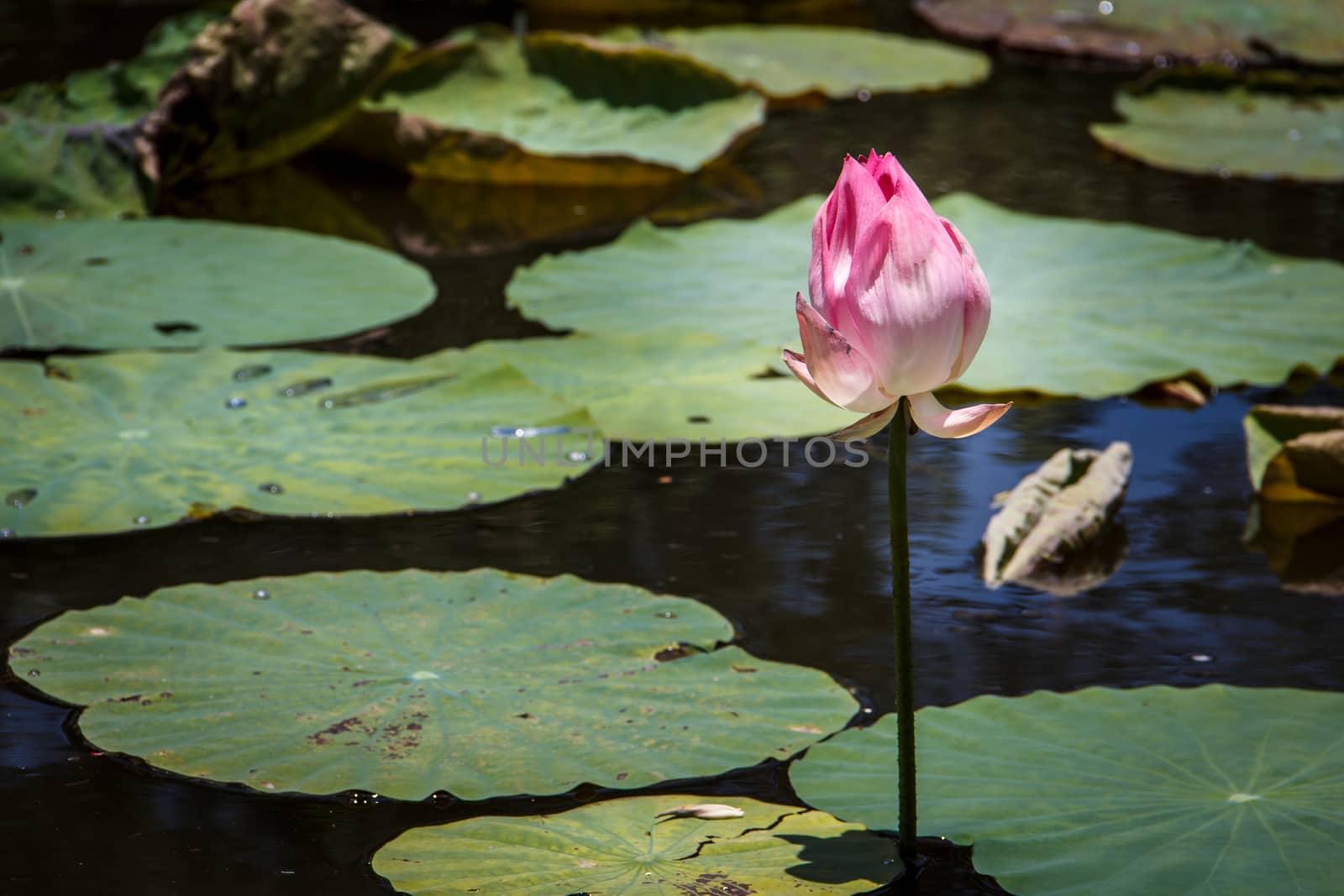 Lotus flower and Lotus flower plants  in the pond.