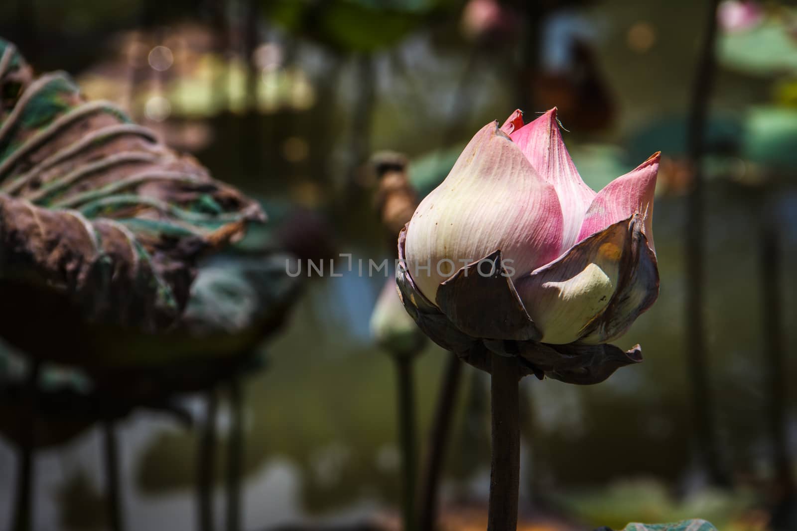 Lotus flower and Lotus flower plants  in the pond.