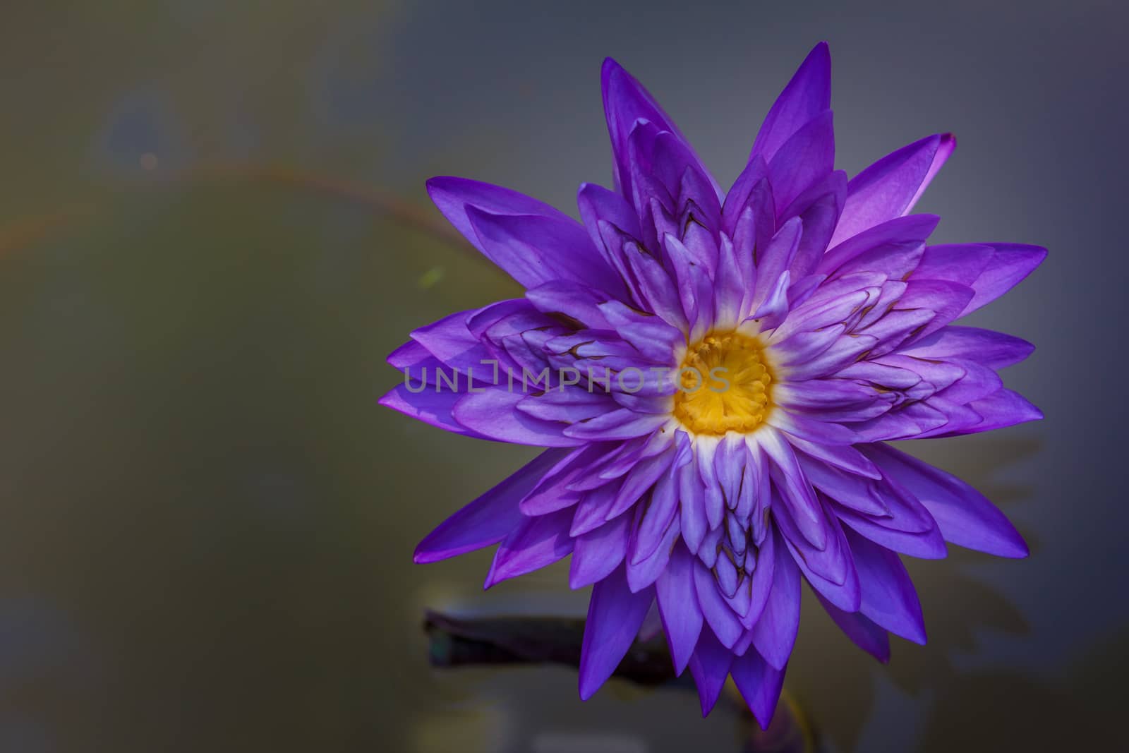 Lotus flower and Lotus flower plants  in the pond.