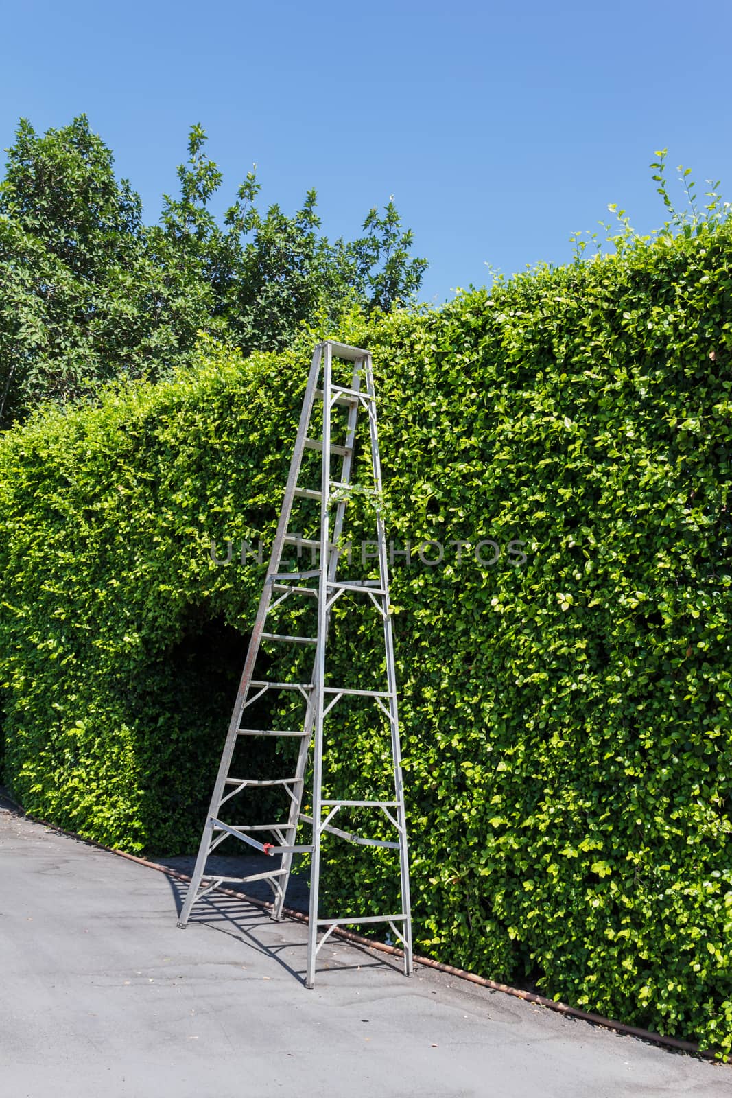 Aluminum ladder with wall green plant,