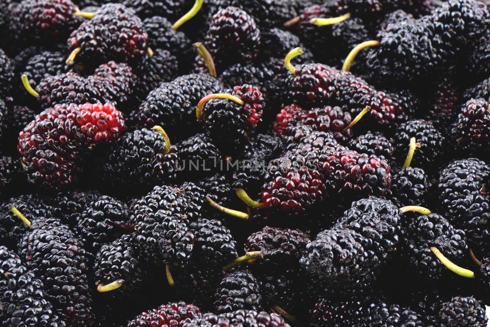 Closeup of many mulberry as a background, macro 