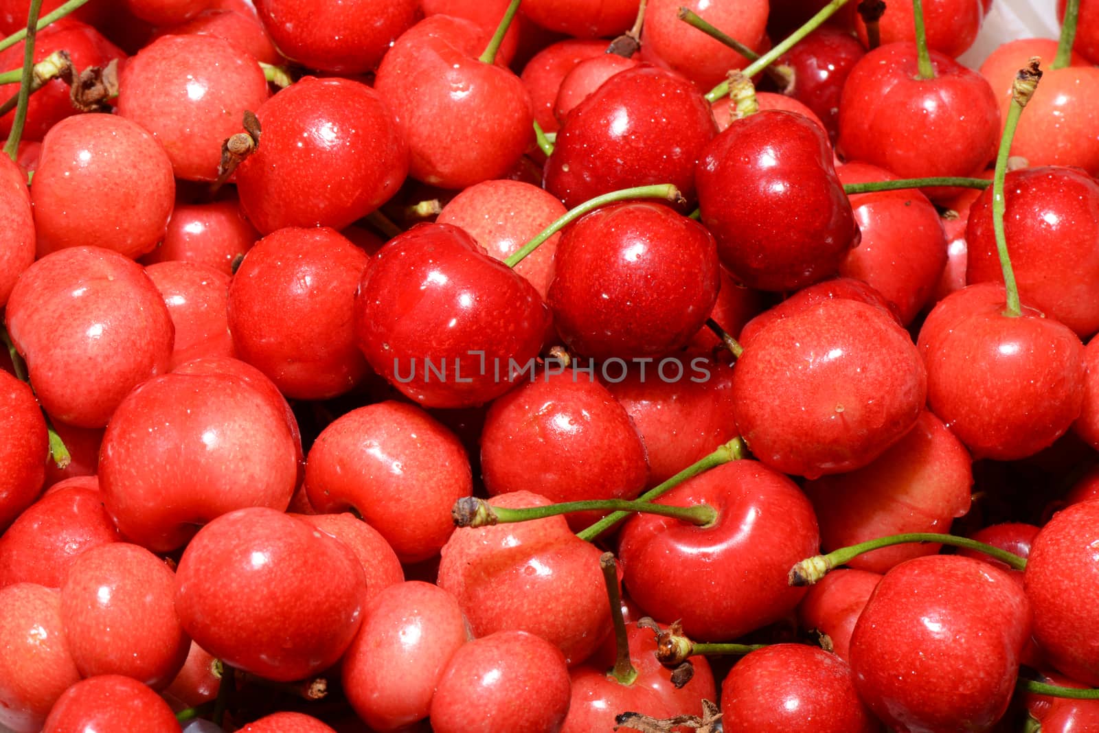 Many sweet cherries as a background