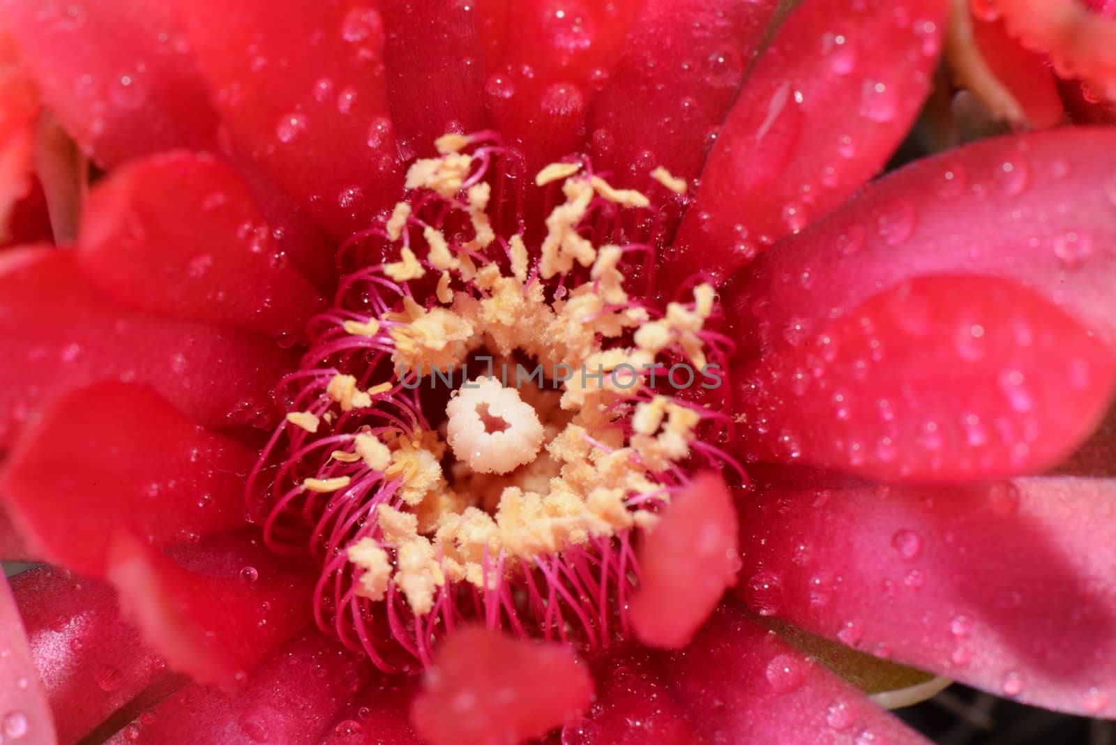 Beautiful gymnocalycium cactus flower in closeup