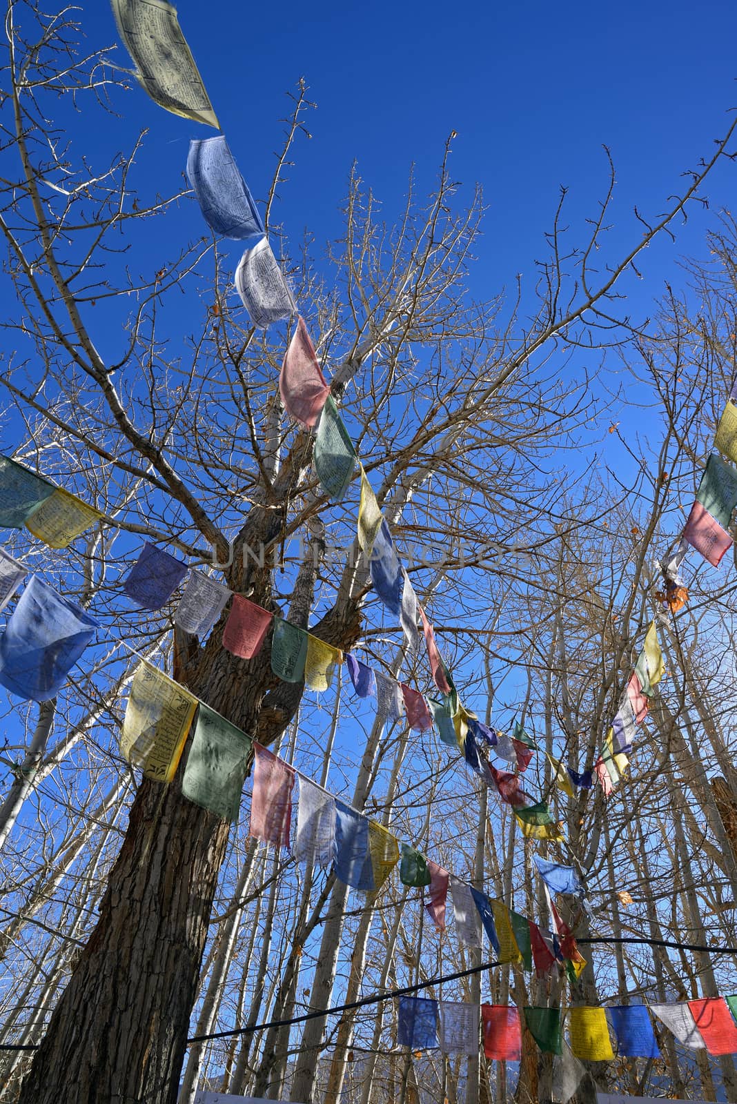 Tibetan prayer flags with trees at winter