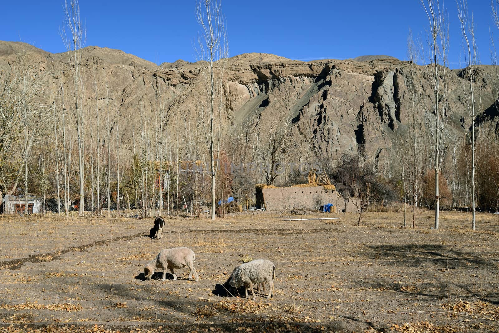 Sheep surrounding with mountain in Ladakh, India