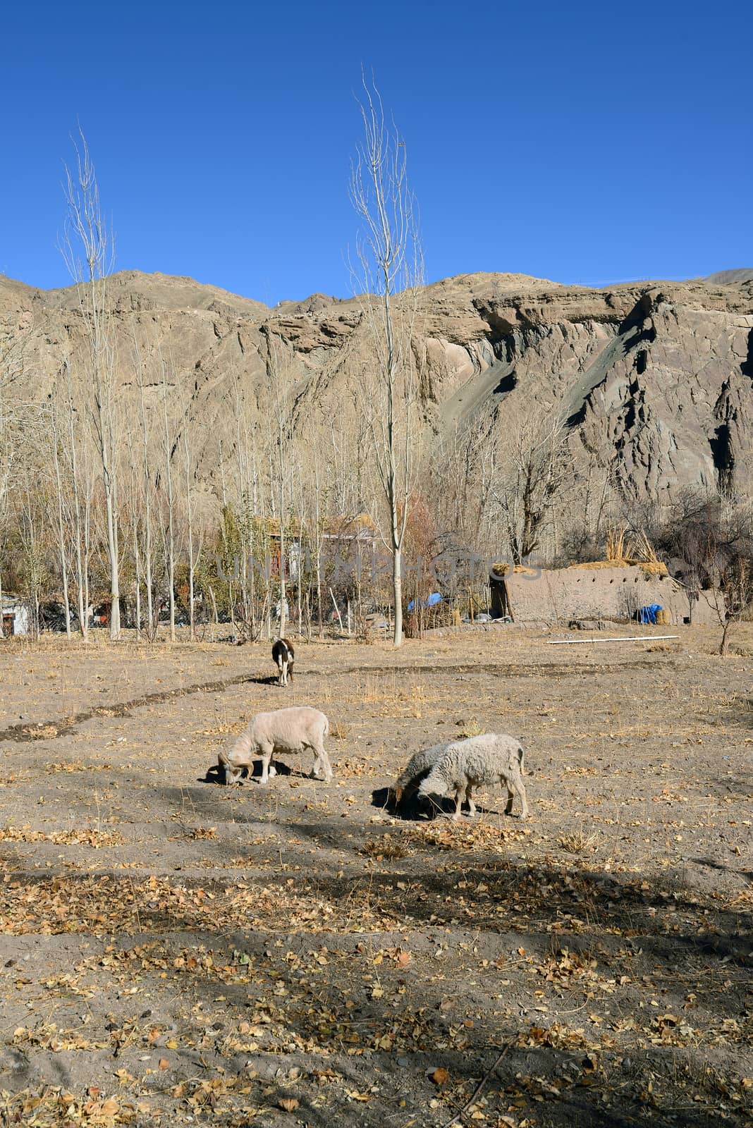 Sheep surrounding with mountain in Ladakh, India