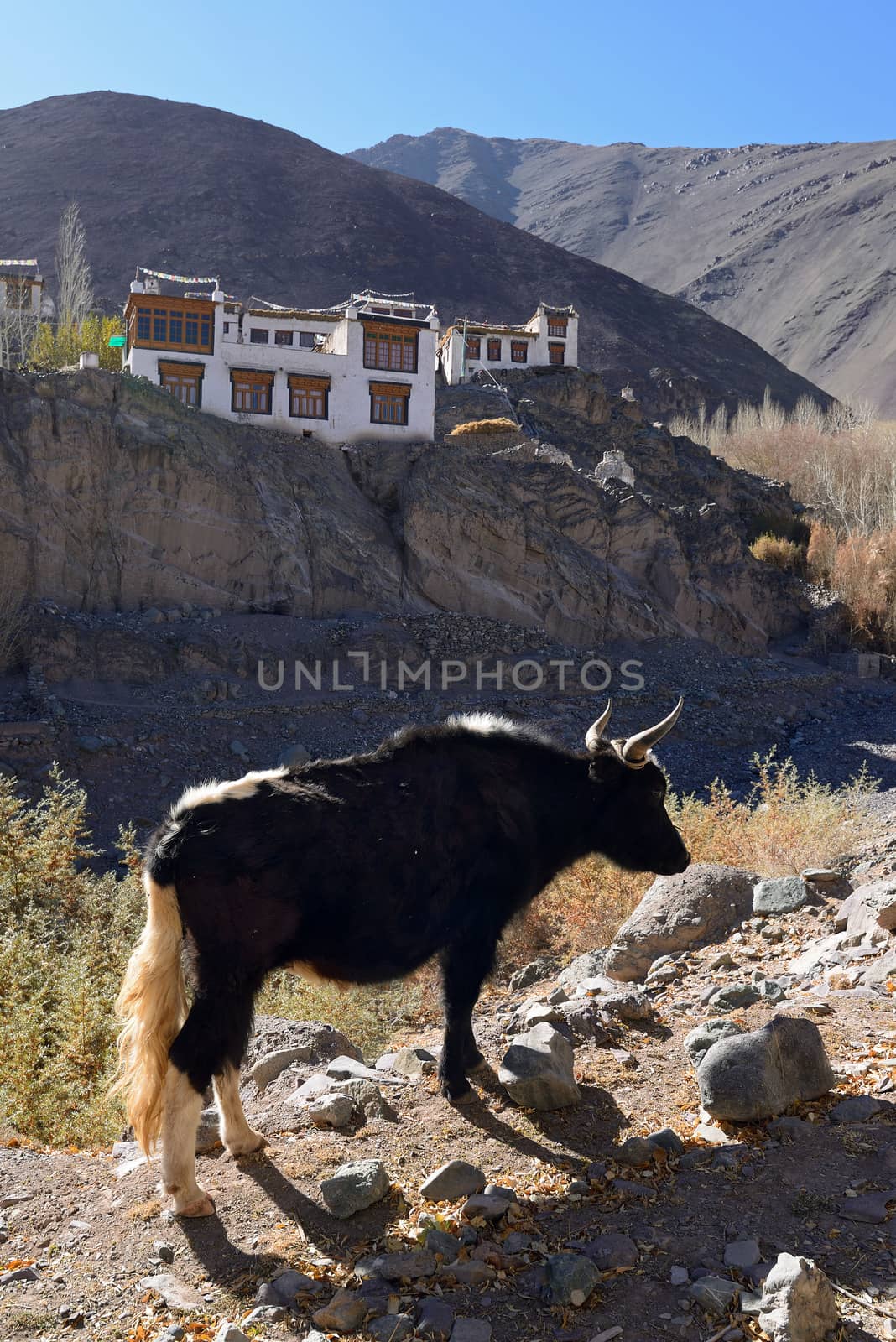 Yak in the valley of Ladakh, India by think4photop