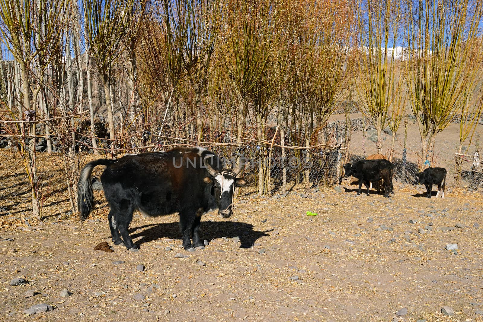 Yak in the valley of Ladakh, India