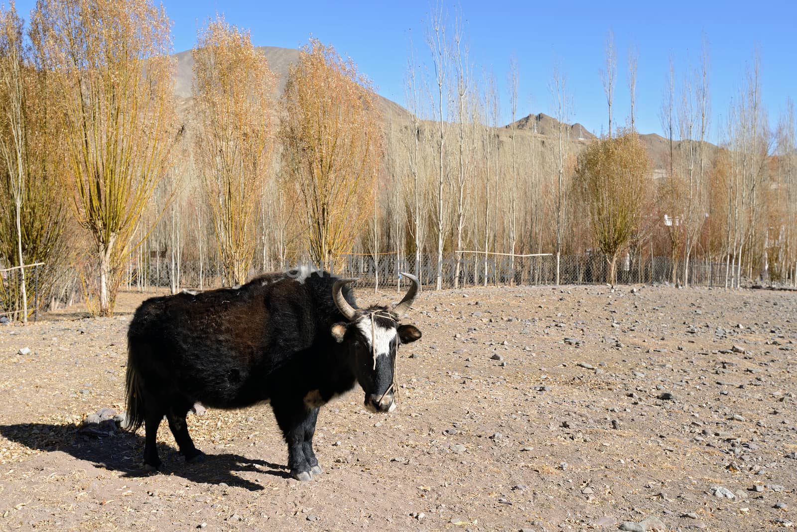 Yak in the valley of Ladakh, India by think4photop