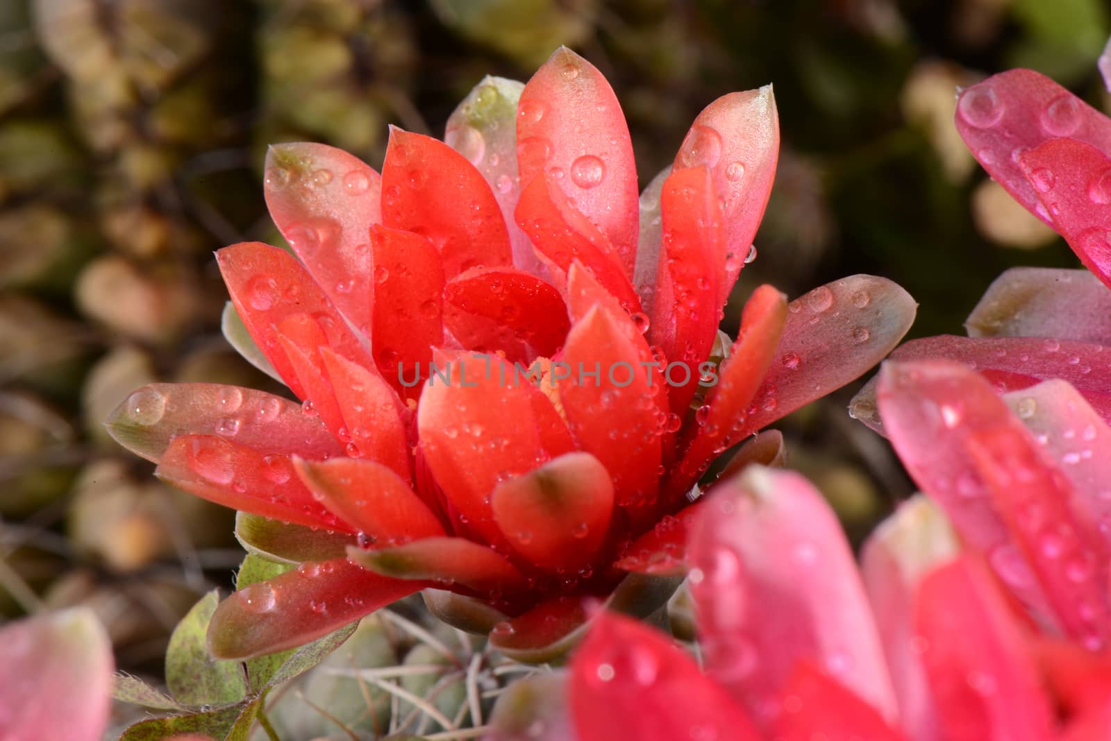 Beautiful red cactus flowers