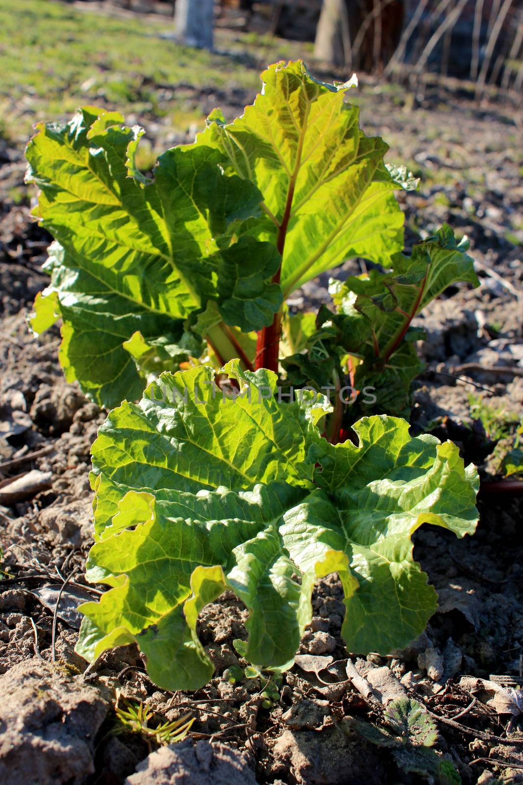 Young sprouts of a rhubarb on the ground in the spring
