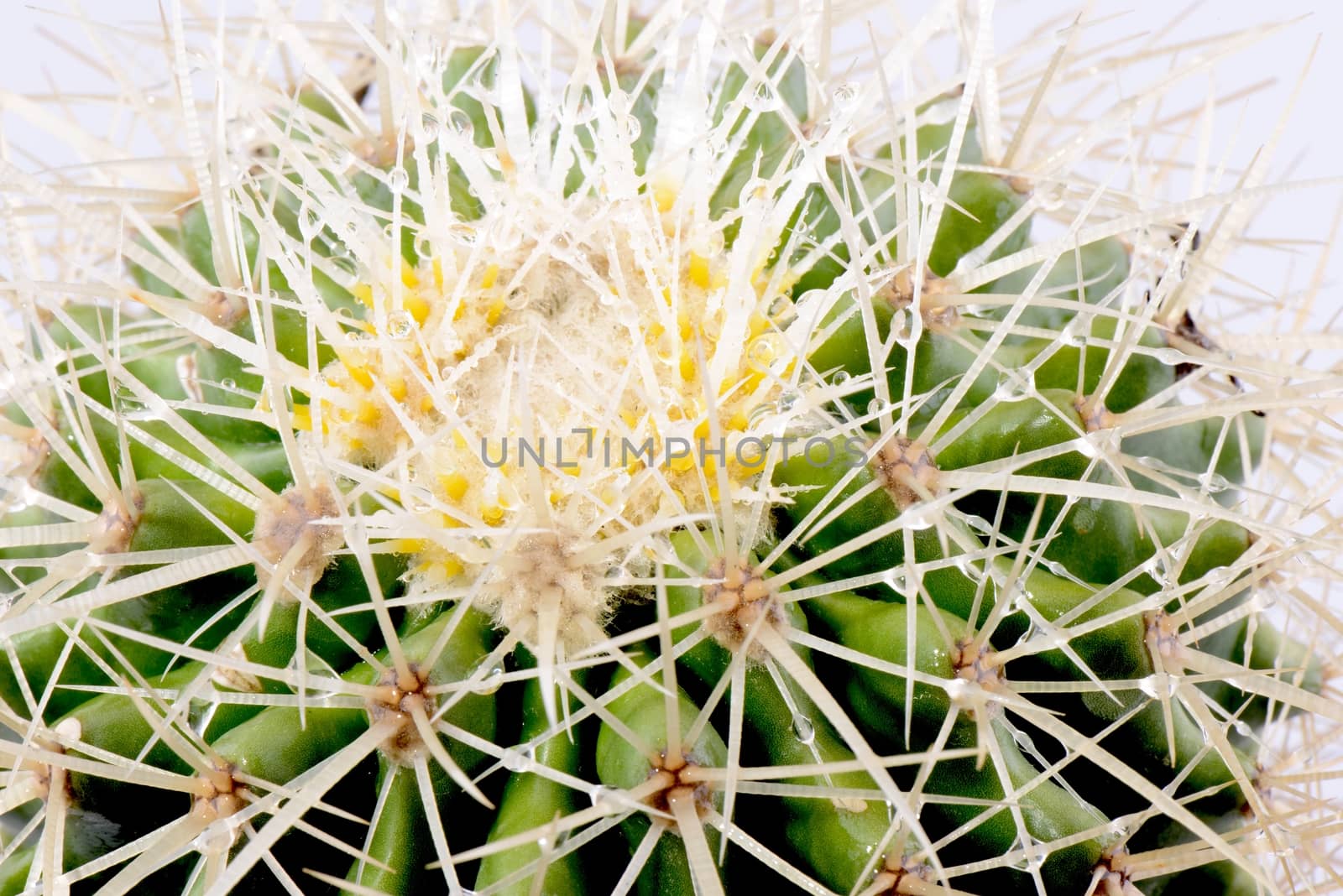 Green cactus closeup