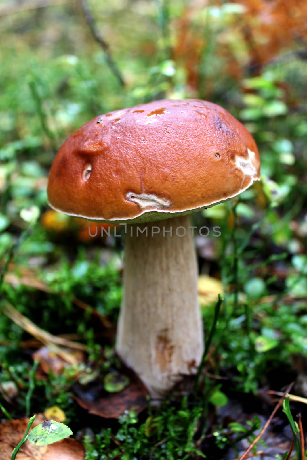 beautiful and little cep growing in the forest moss