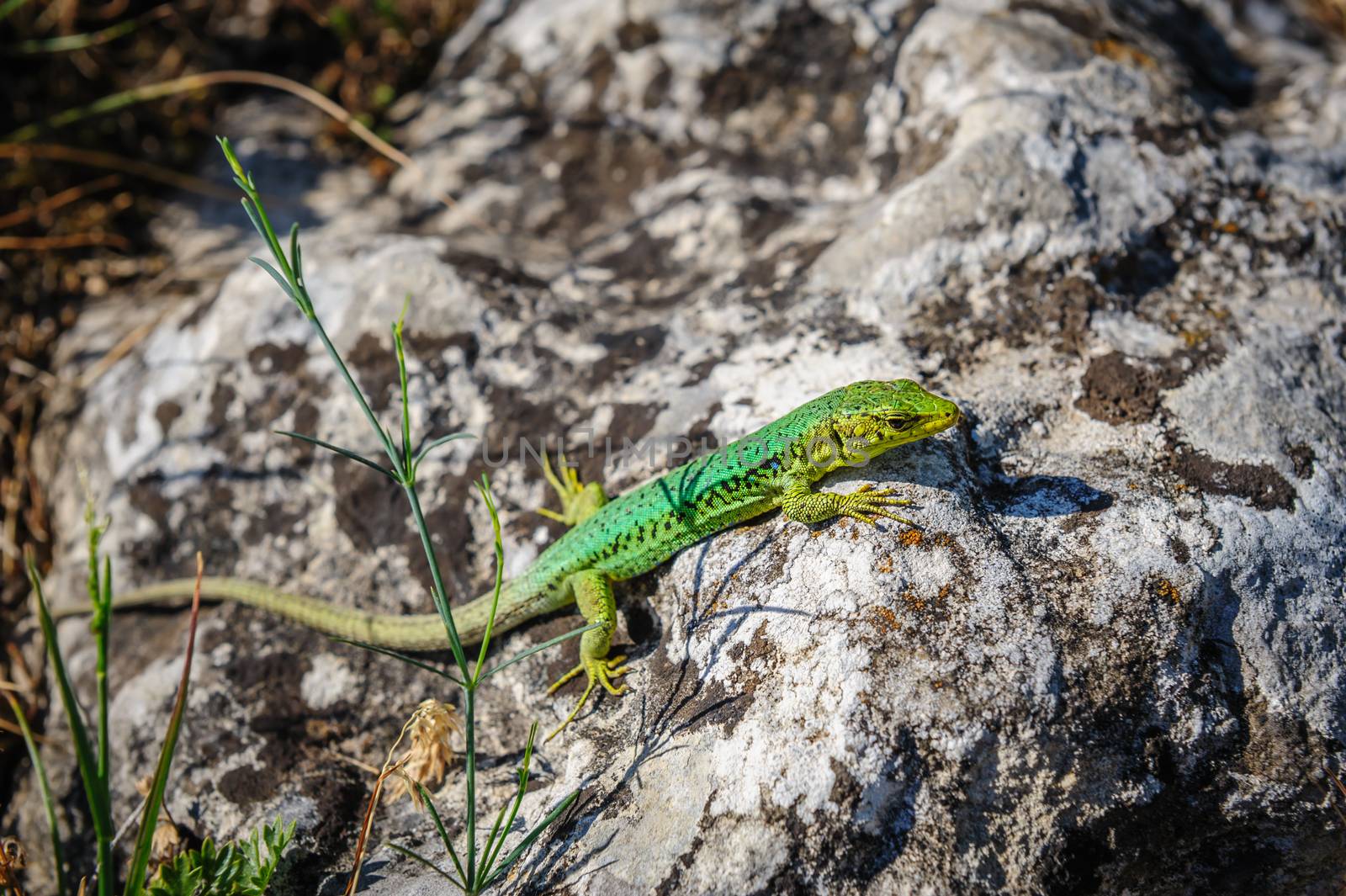 Small green lizard on stone, Crimea, Ukraine or Russia