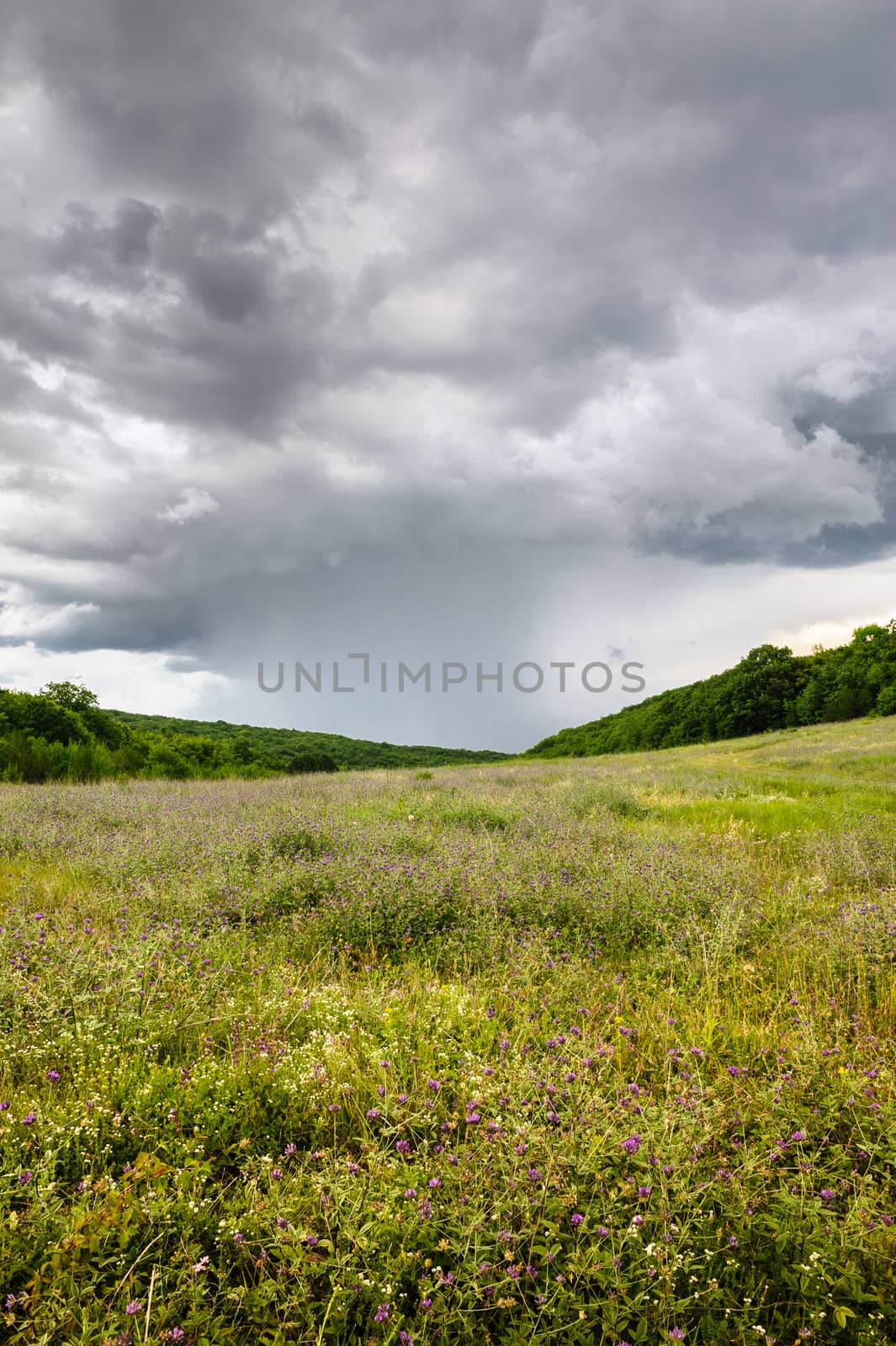 Rain on the green meadow, overcast sky