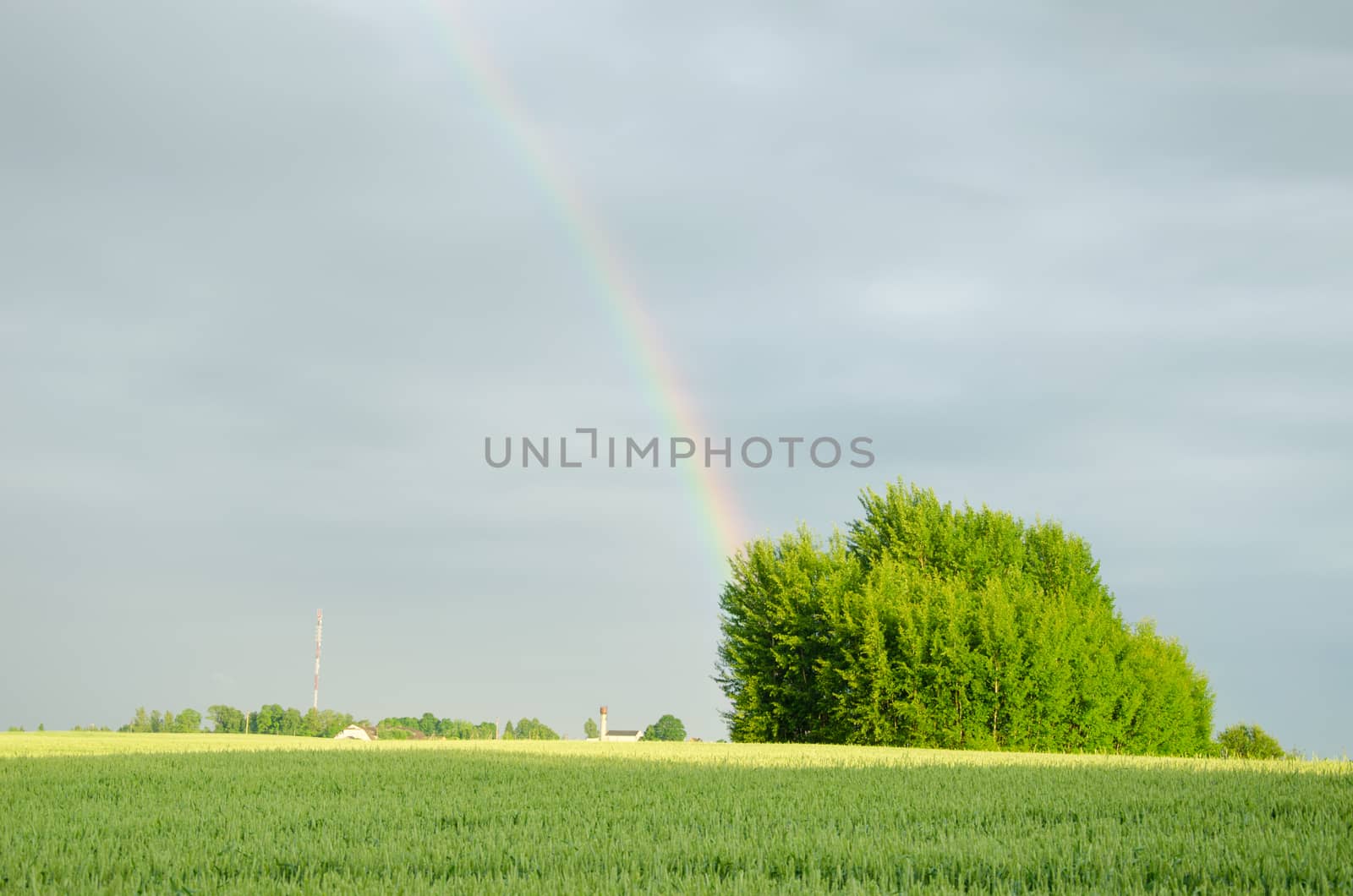 rainbow after rain over green field in summer by sauletas